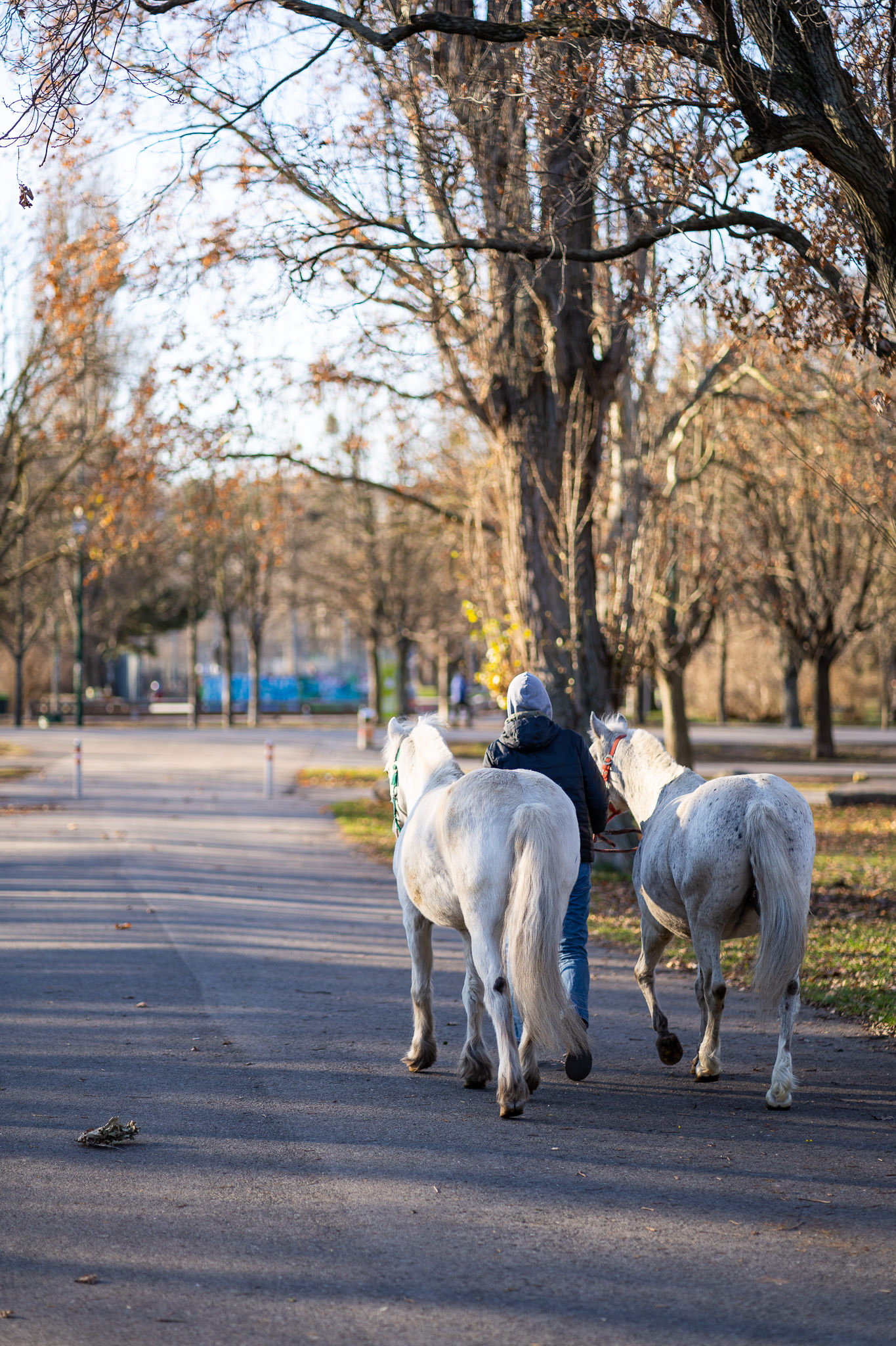 December Morning at Prater 3