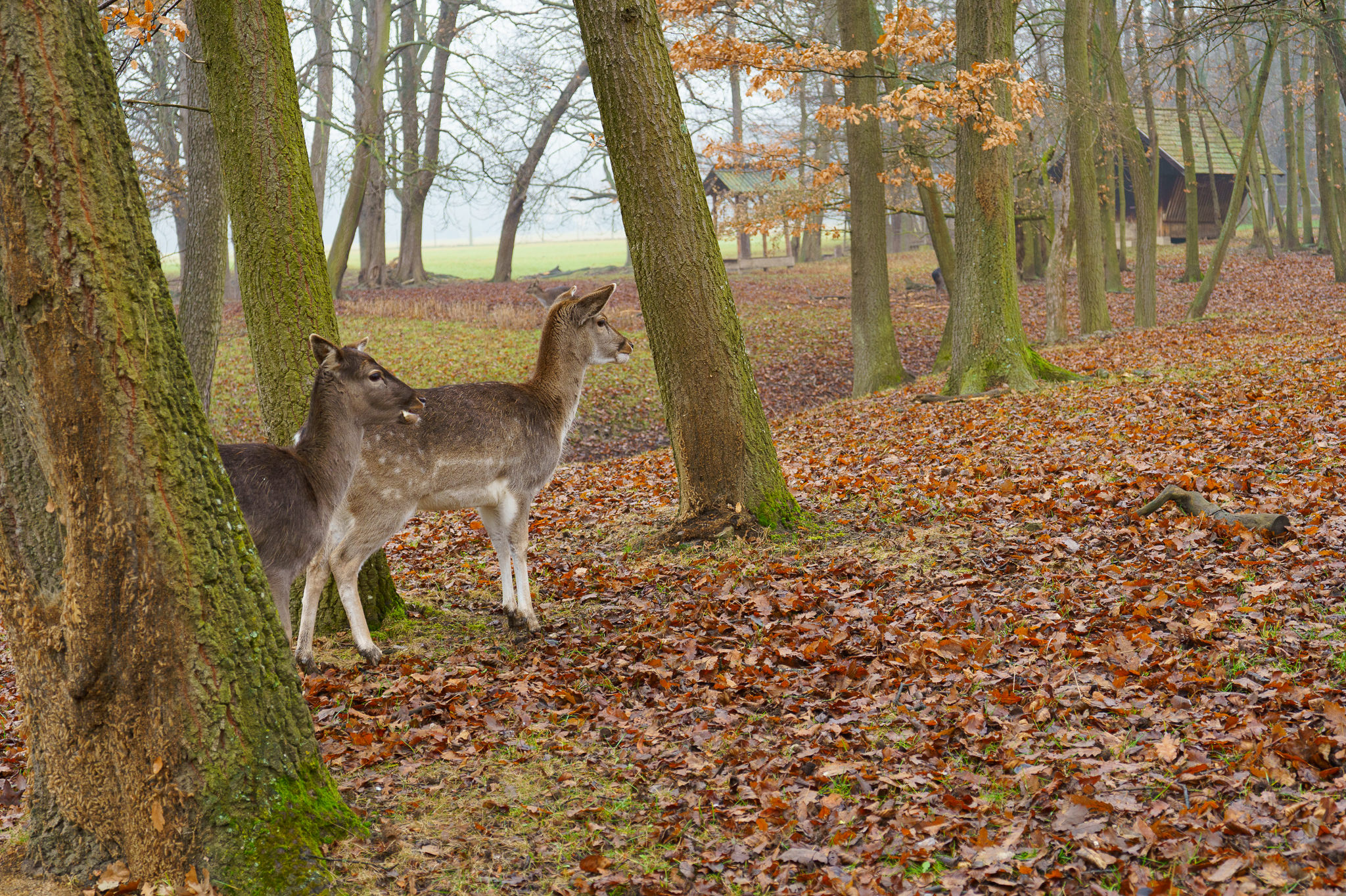 Lainzer Tiergarten