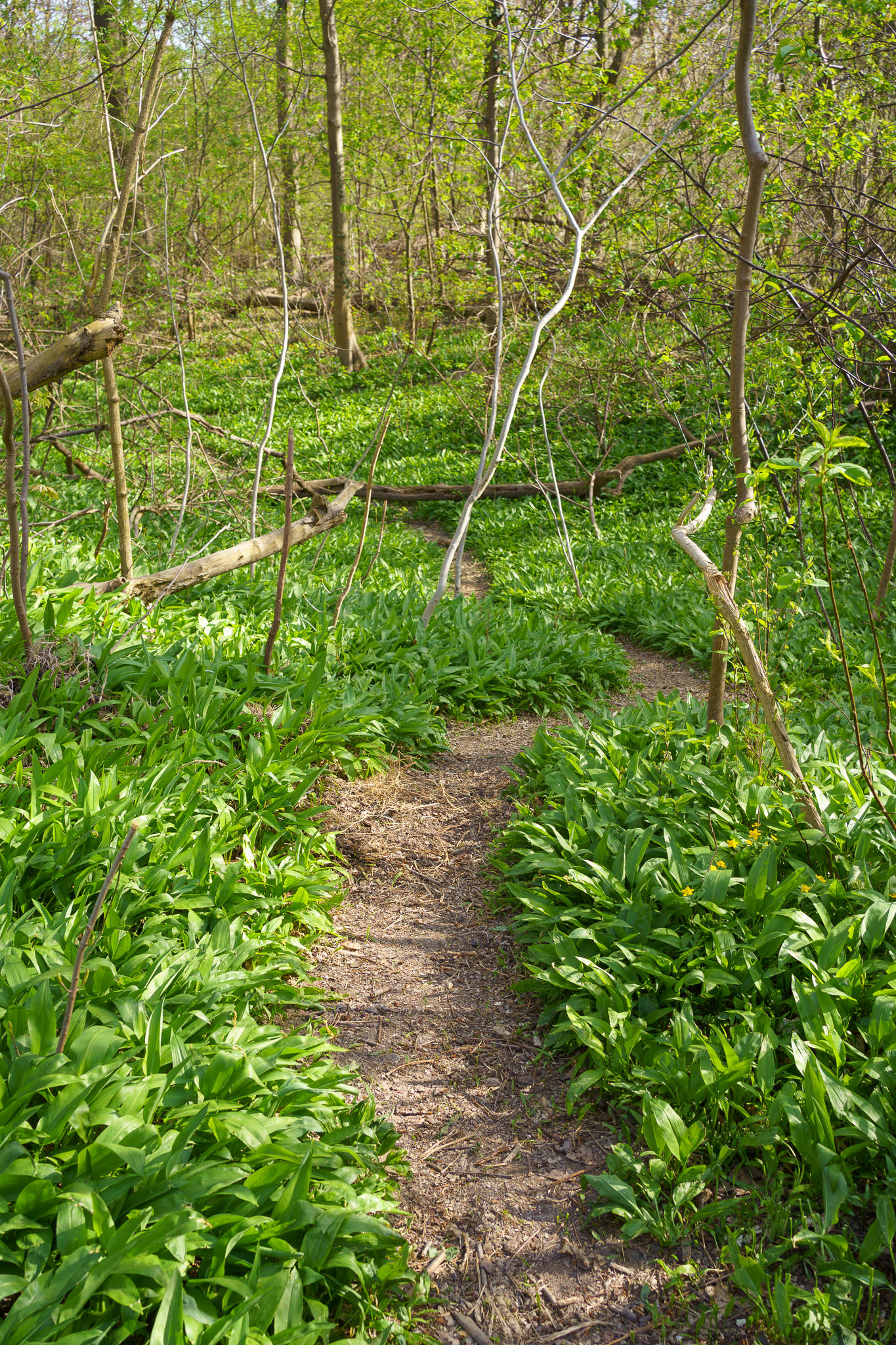 Wild garlic at Prater Vienna