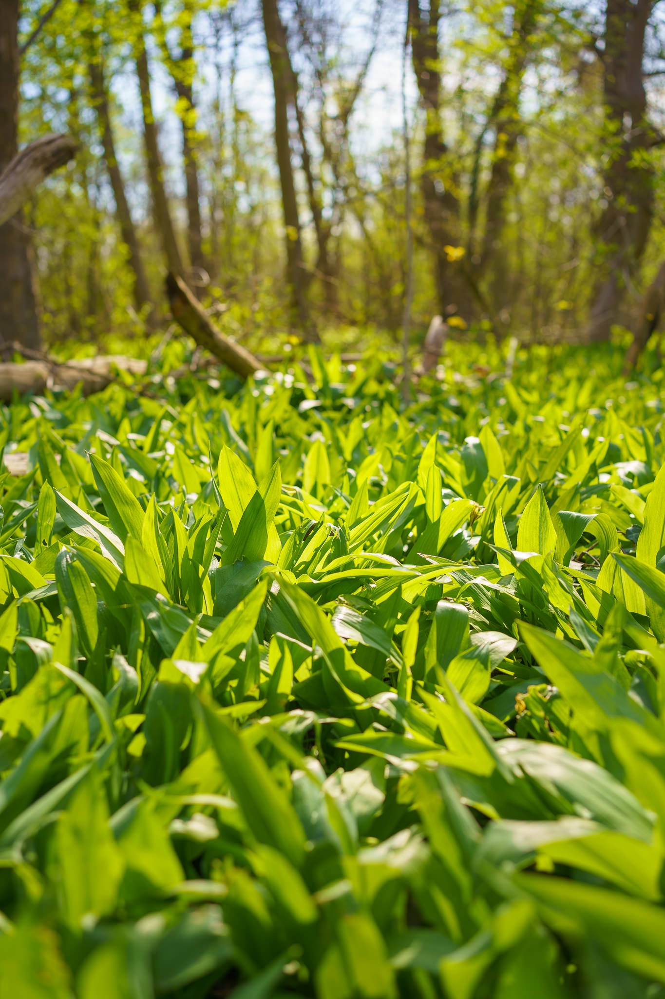 Wild garlic at Prater Vienna