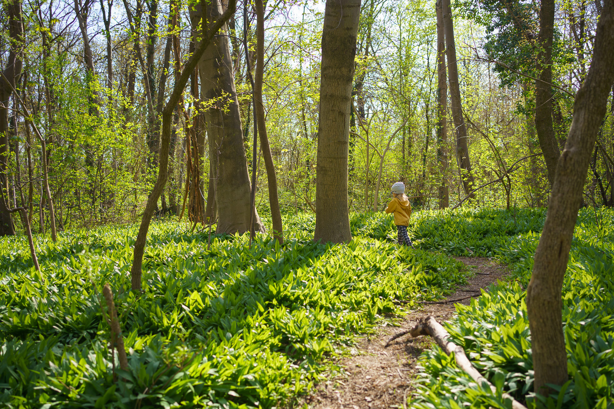 Wild garlic at Prater Vienna