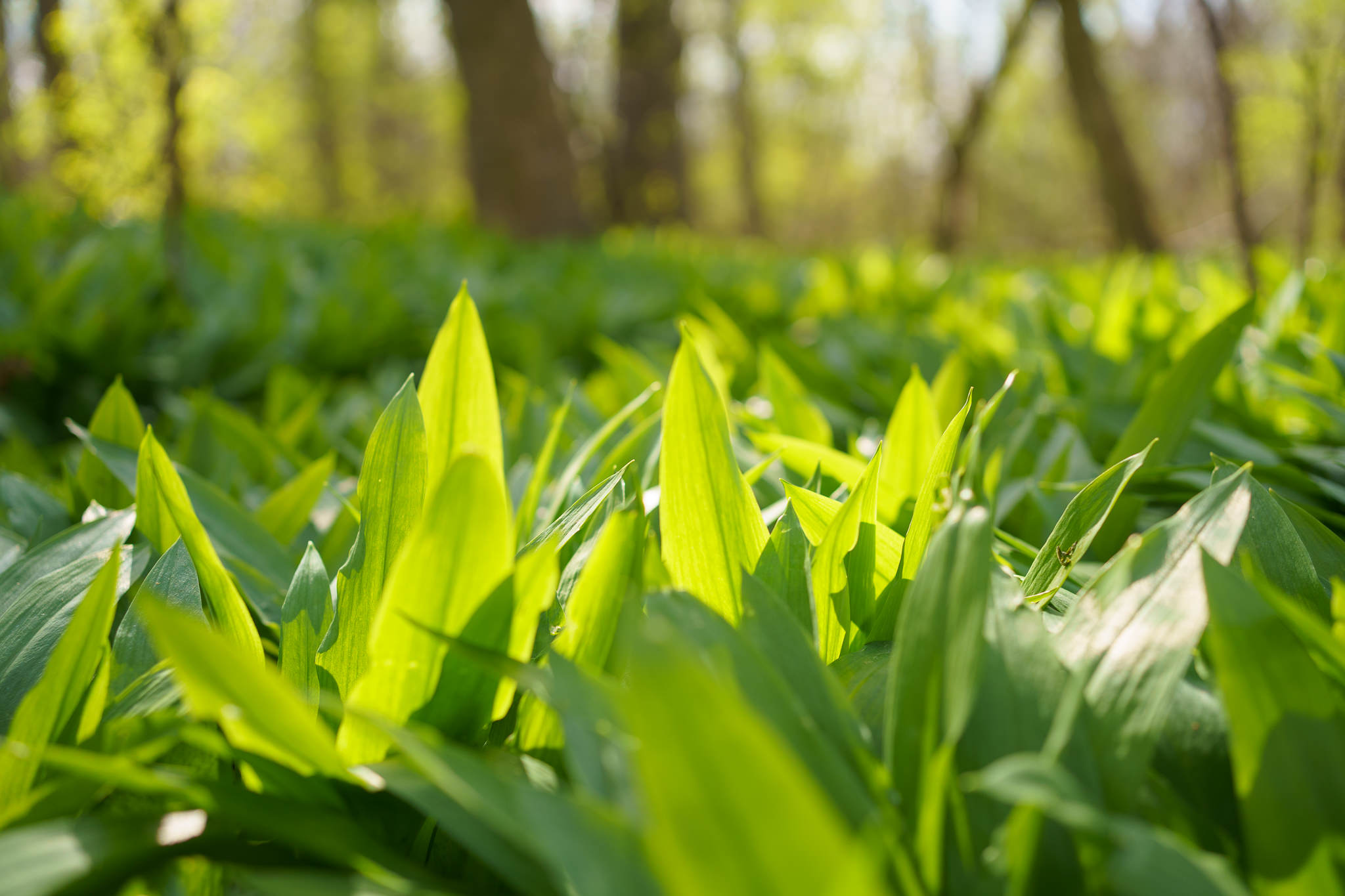 Wild garlic at Prater Vienna