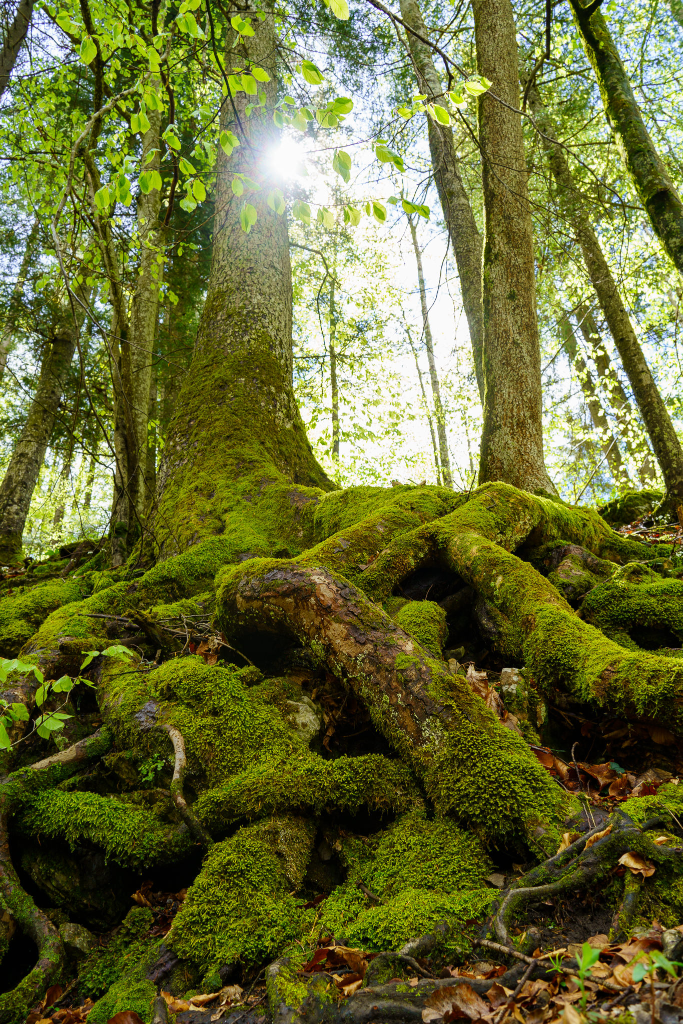 Forest in spring