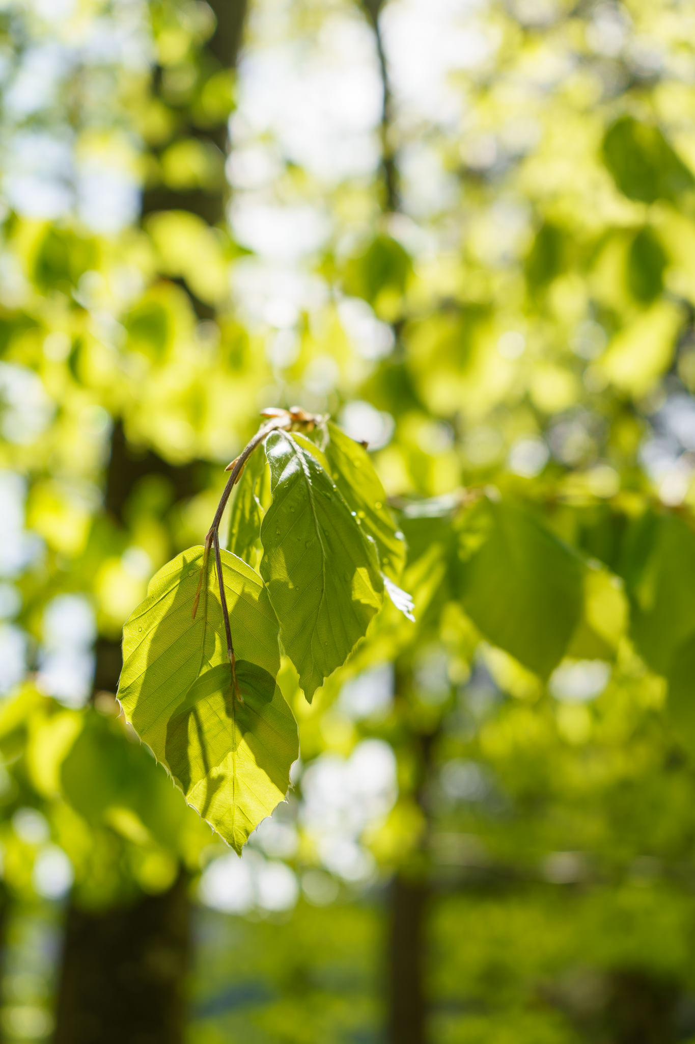 Forest in spring