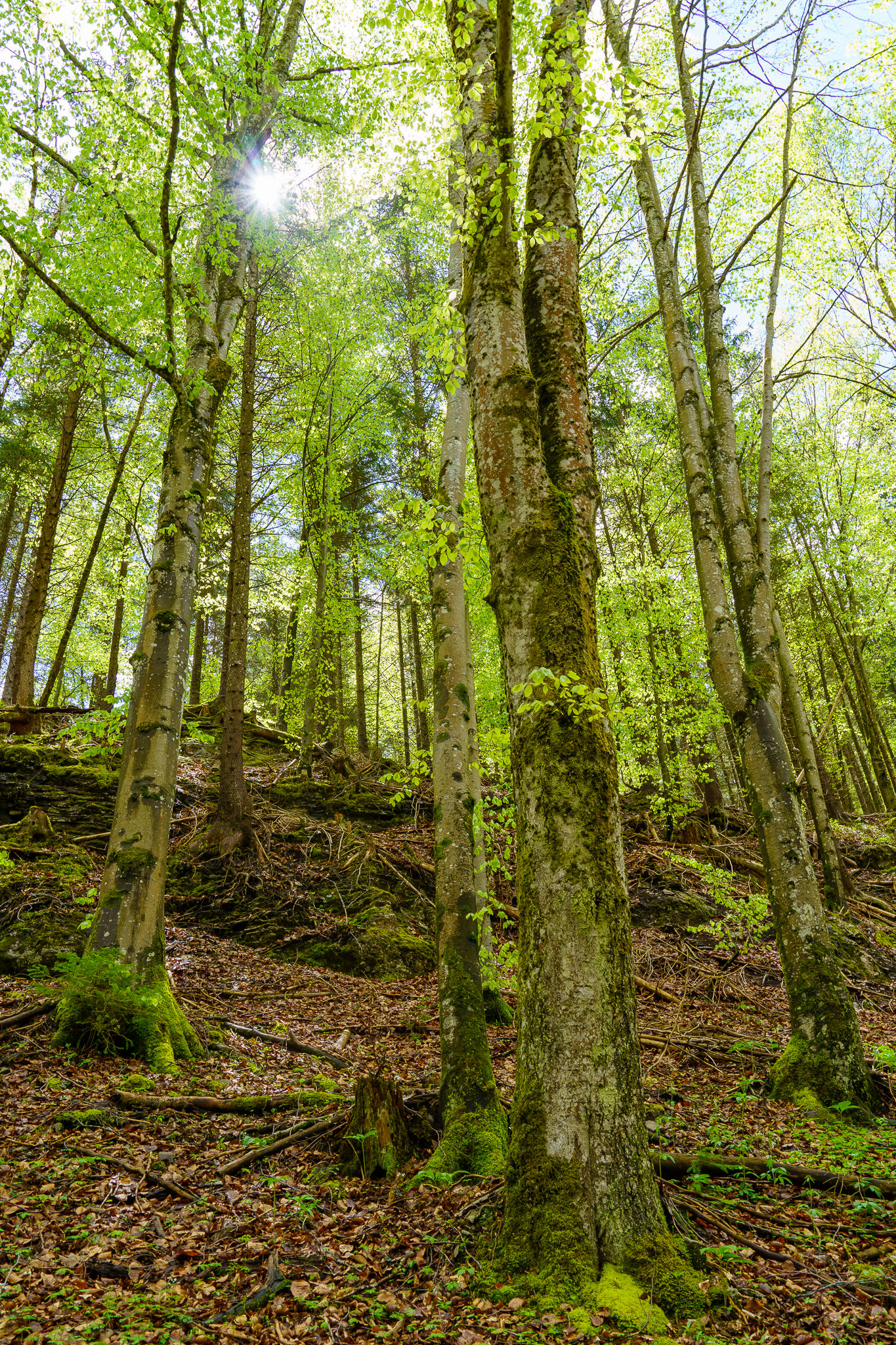 Forest in spring