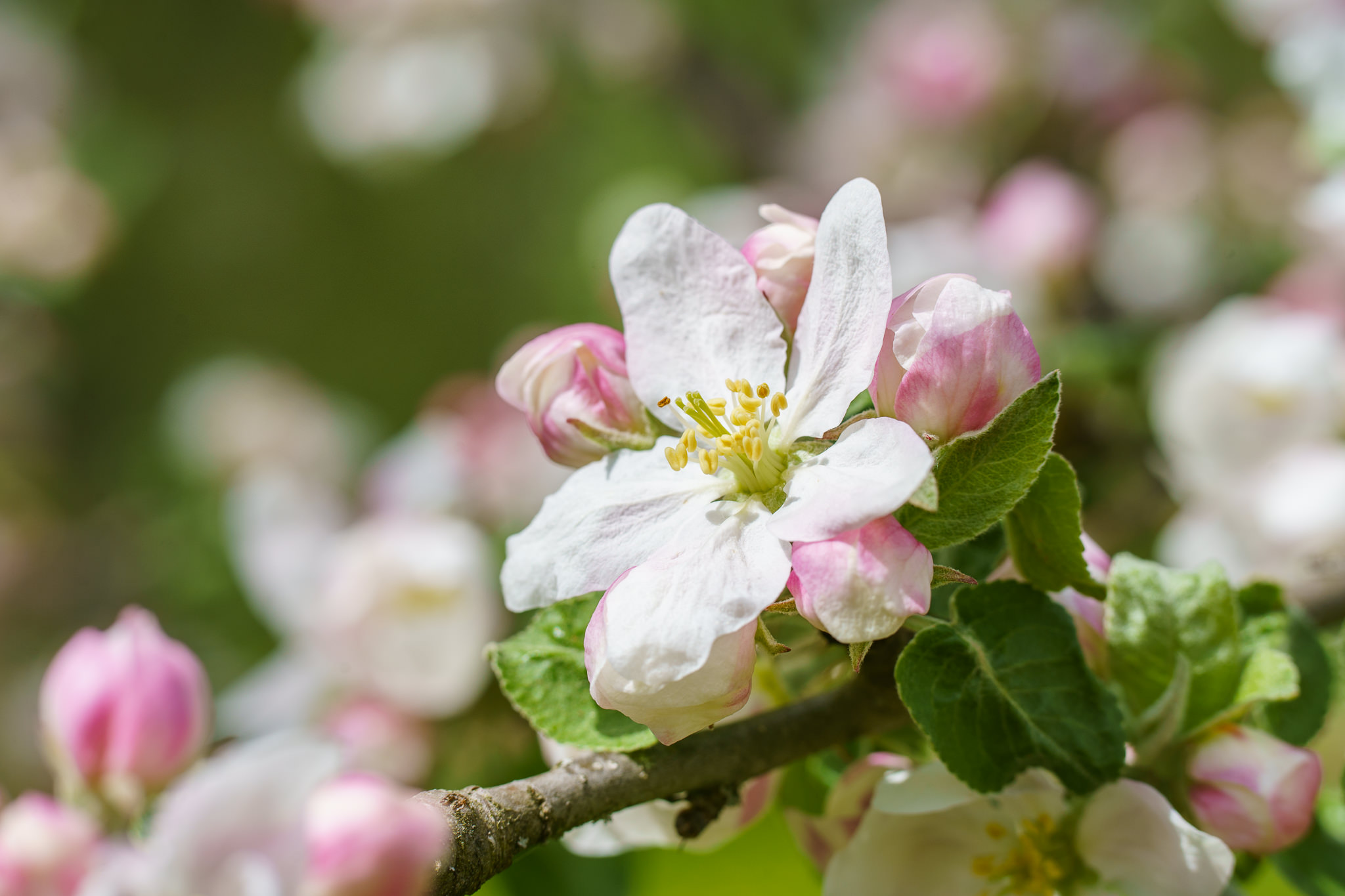 Spring Blossoms