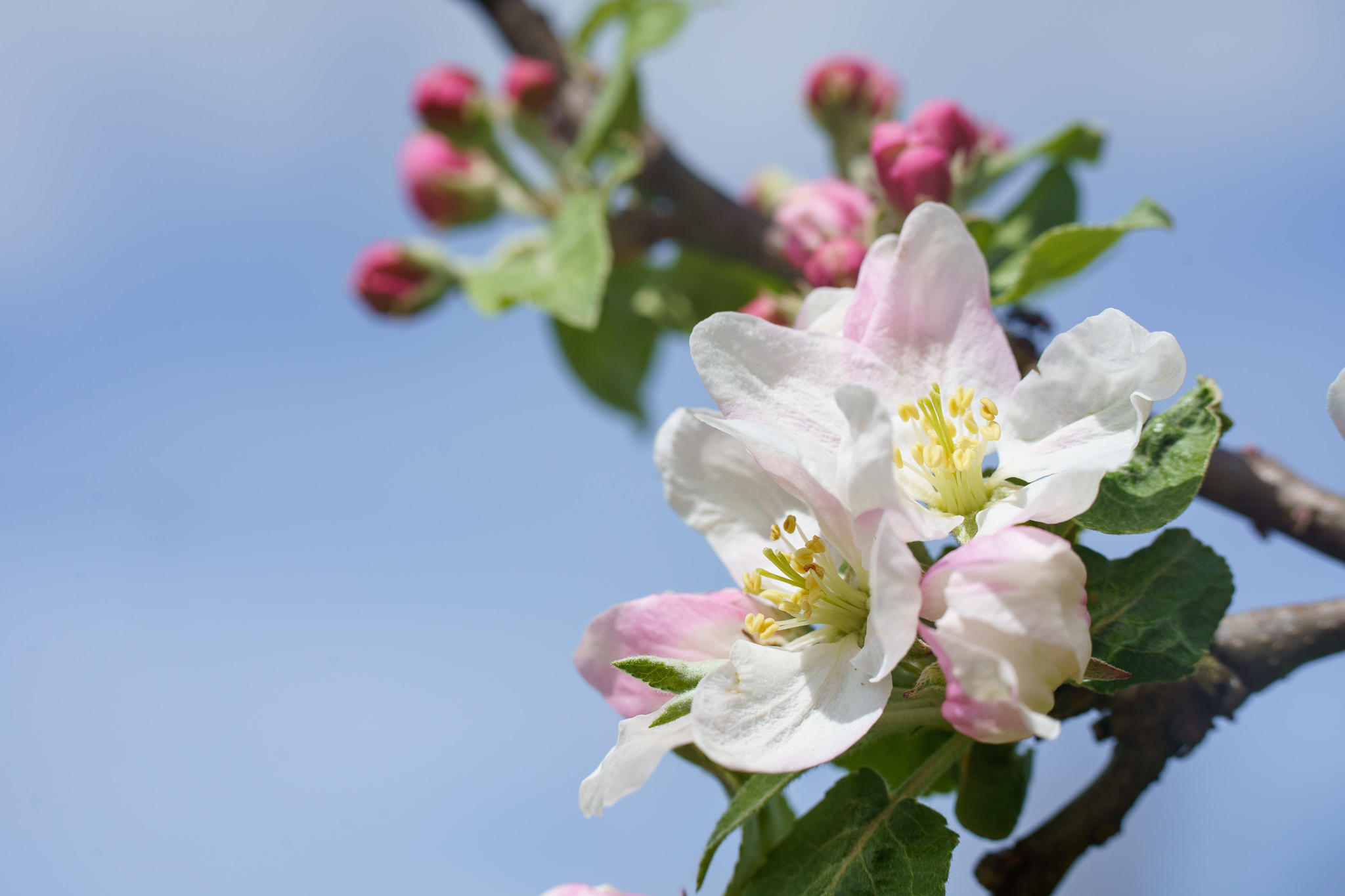 Spring Blossoms