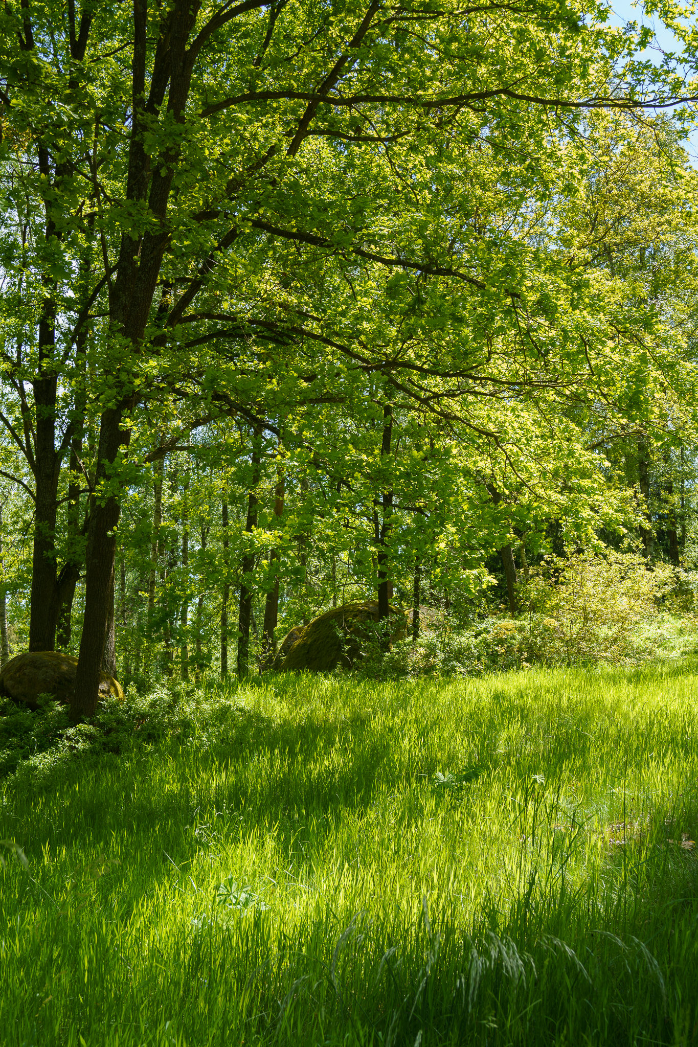Blockheide Waldviertel