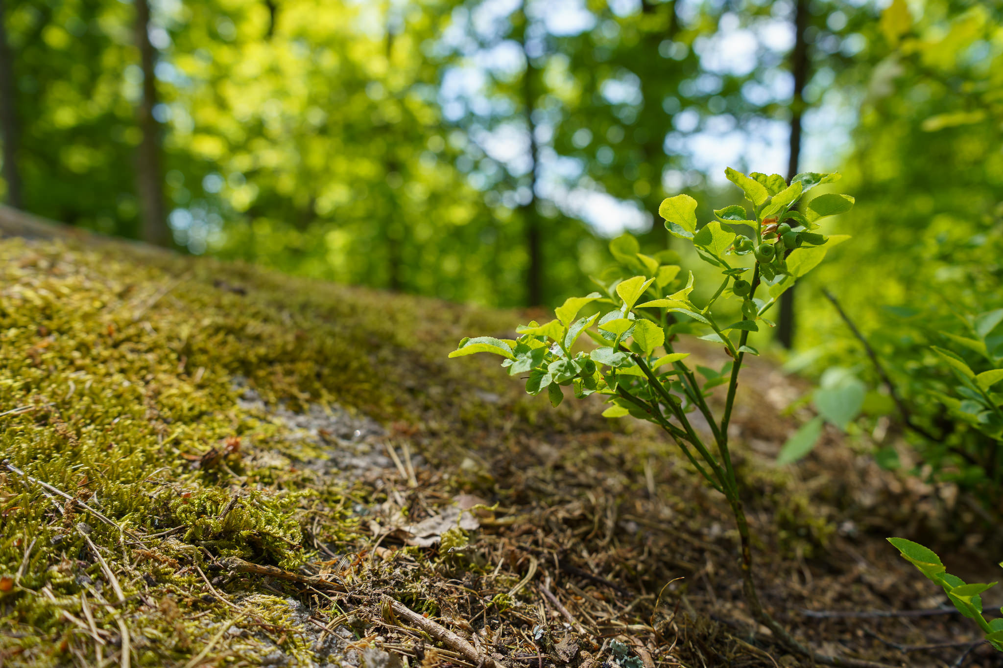 Blockheide Waldviertel