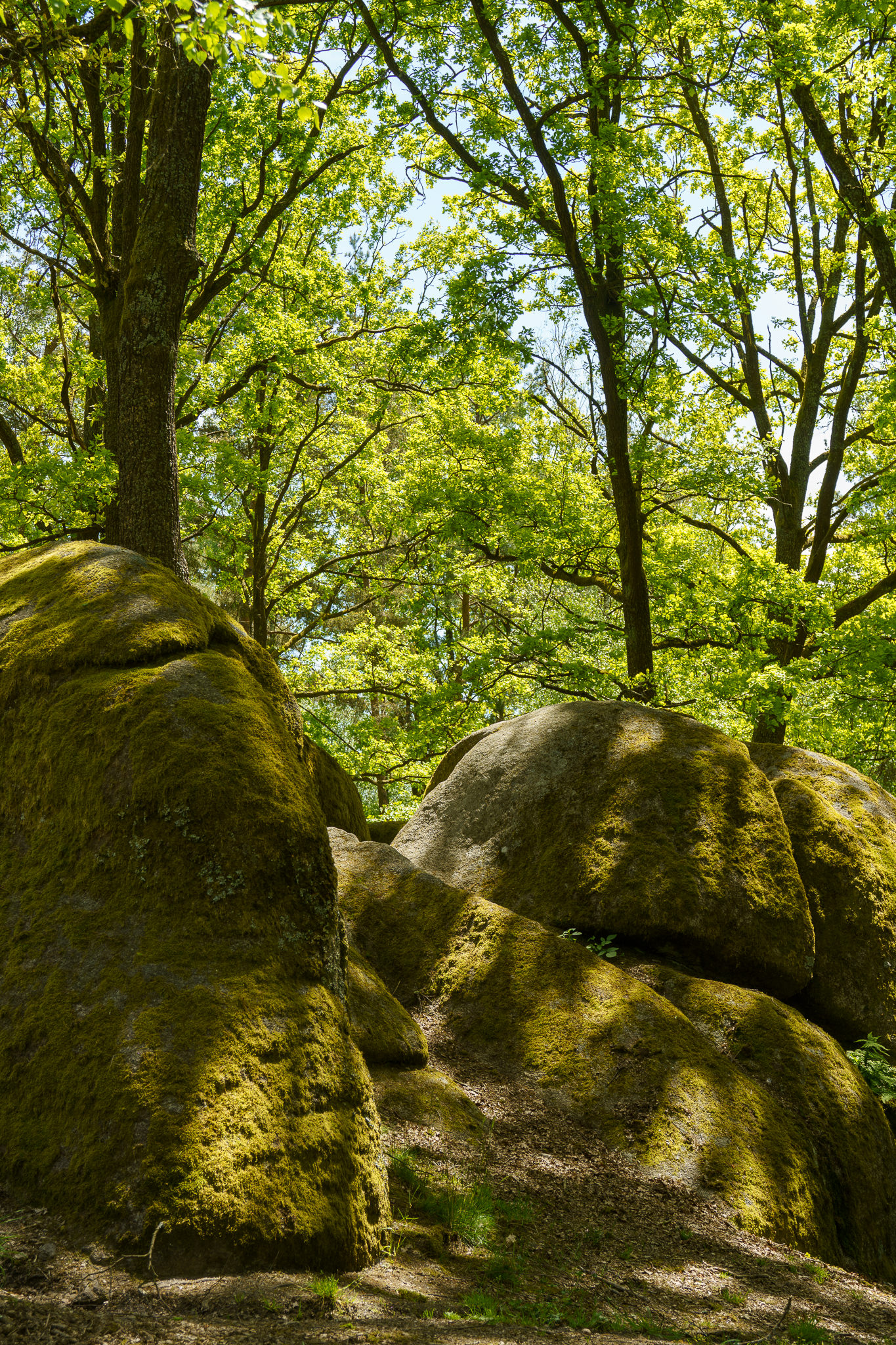 Blockheide Waldviertel