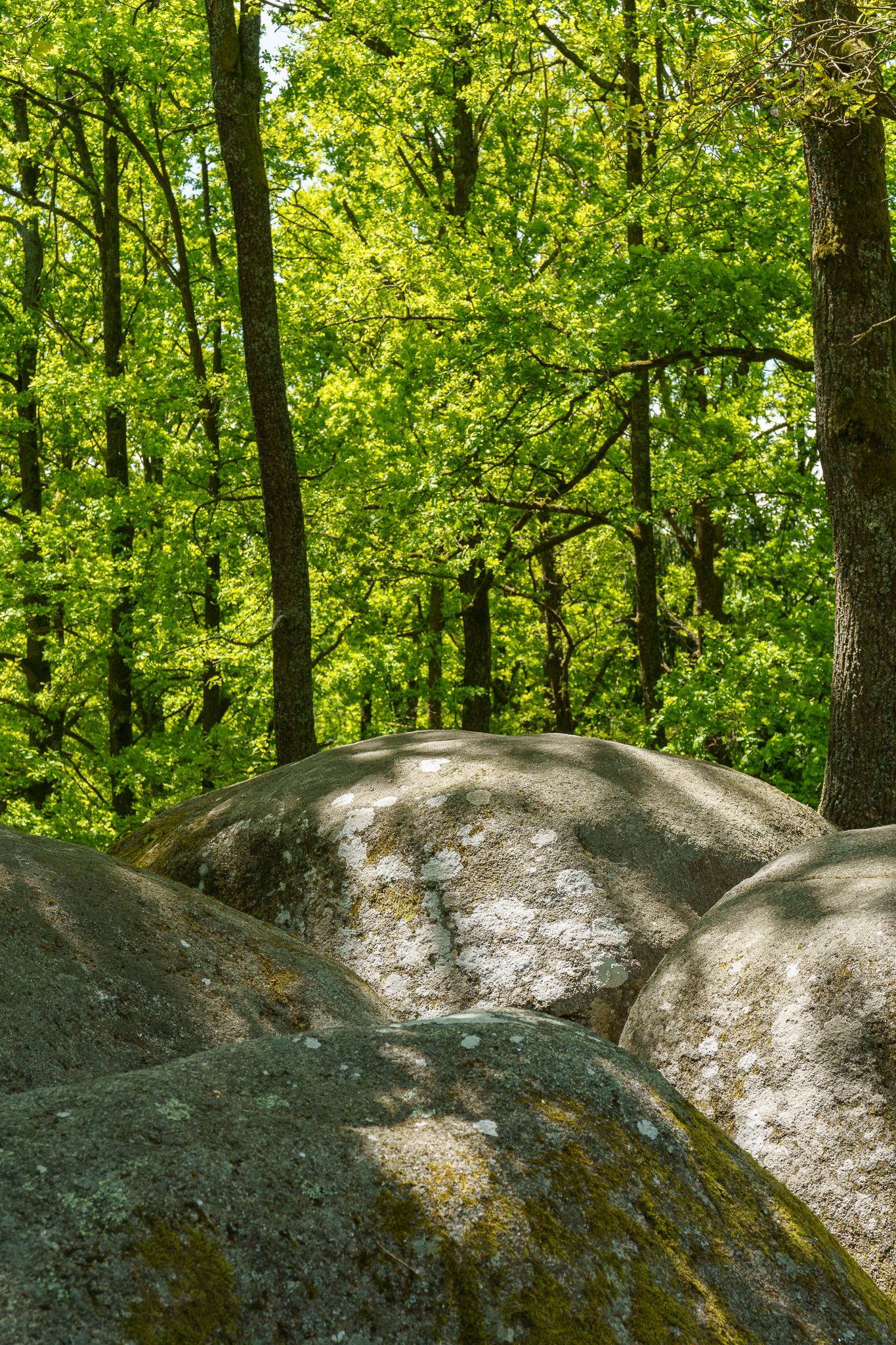 Blockheide Waldviertel