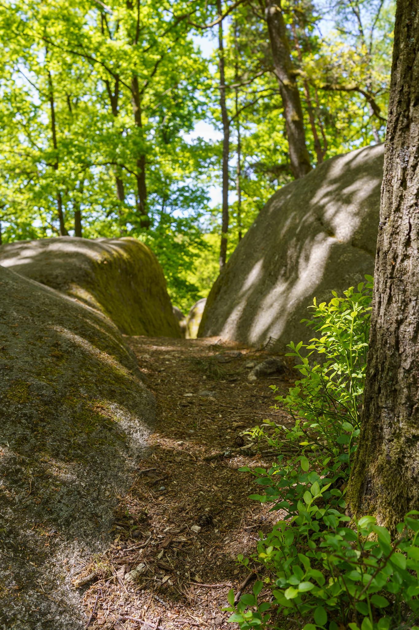 Blockheide Waldviertel
