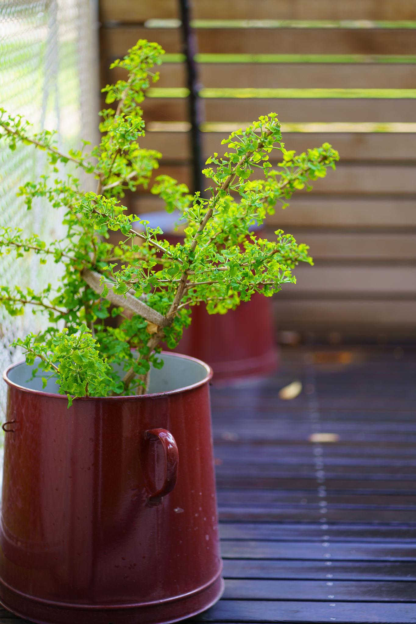 Ginkgo Terrace