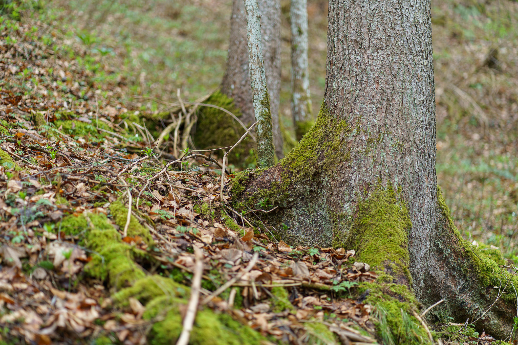 Forest Moss