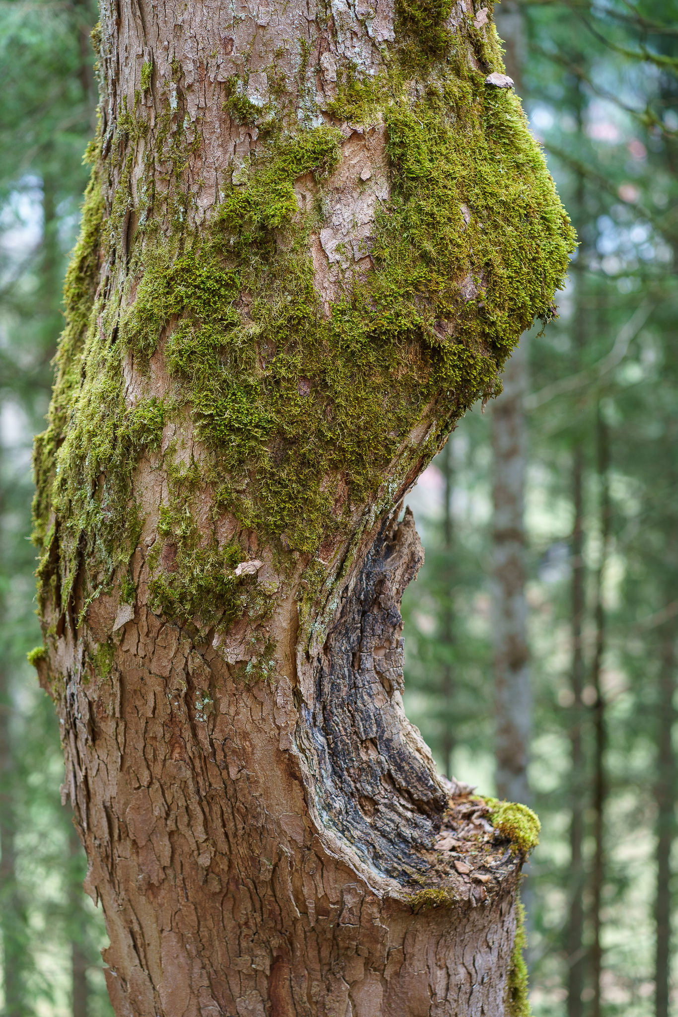 Forest Moss