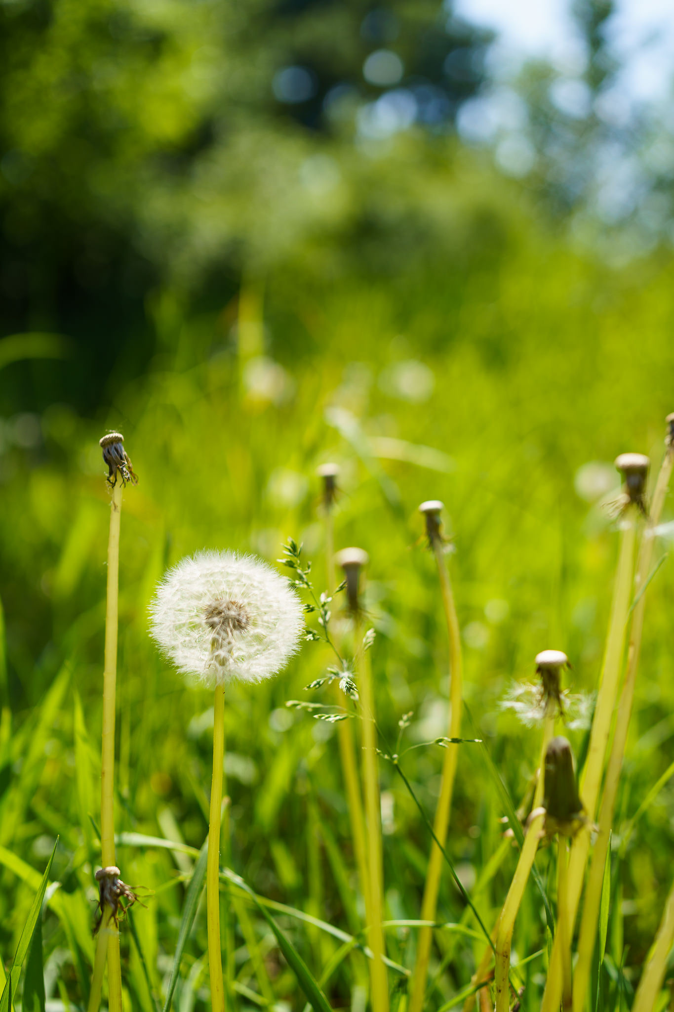 "Grätzl im Wandel" - Spring is here - Freie Mitte, Stadtwildnis