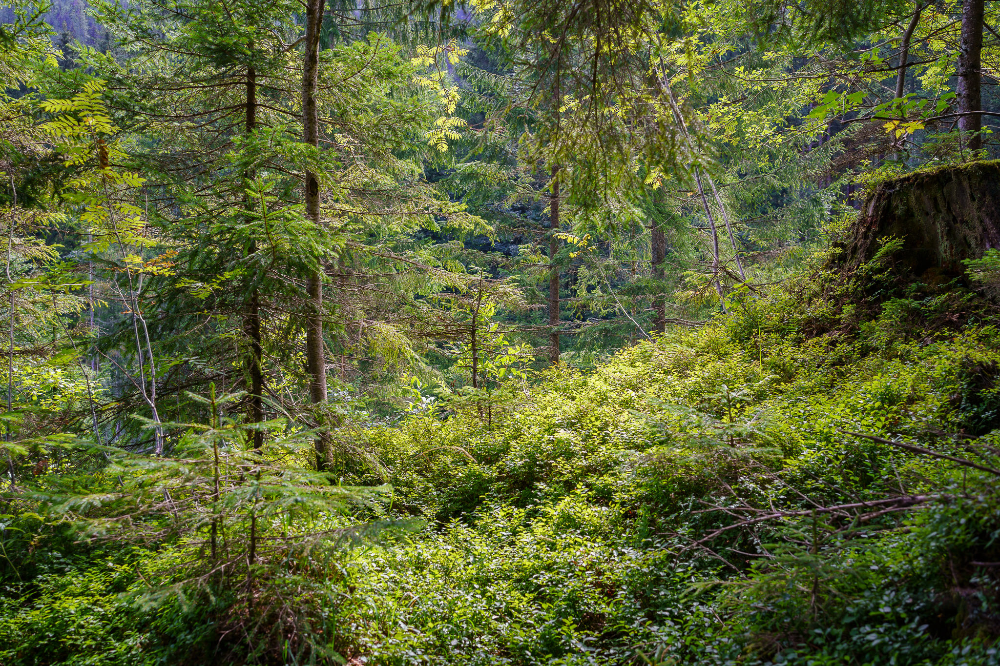 Leckermoor near Göstling an der Ybbs