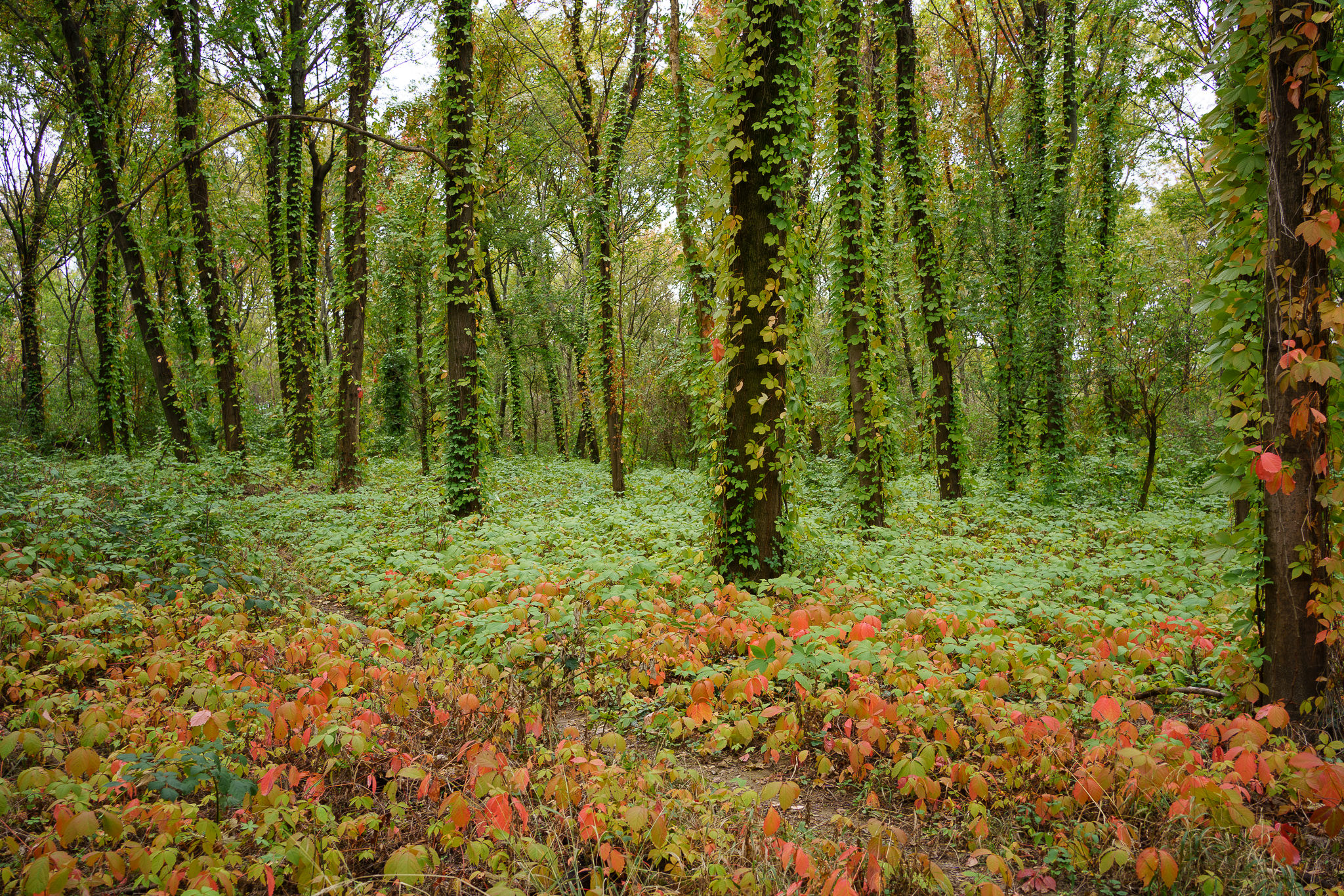 Laaer Wald - Vienna