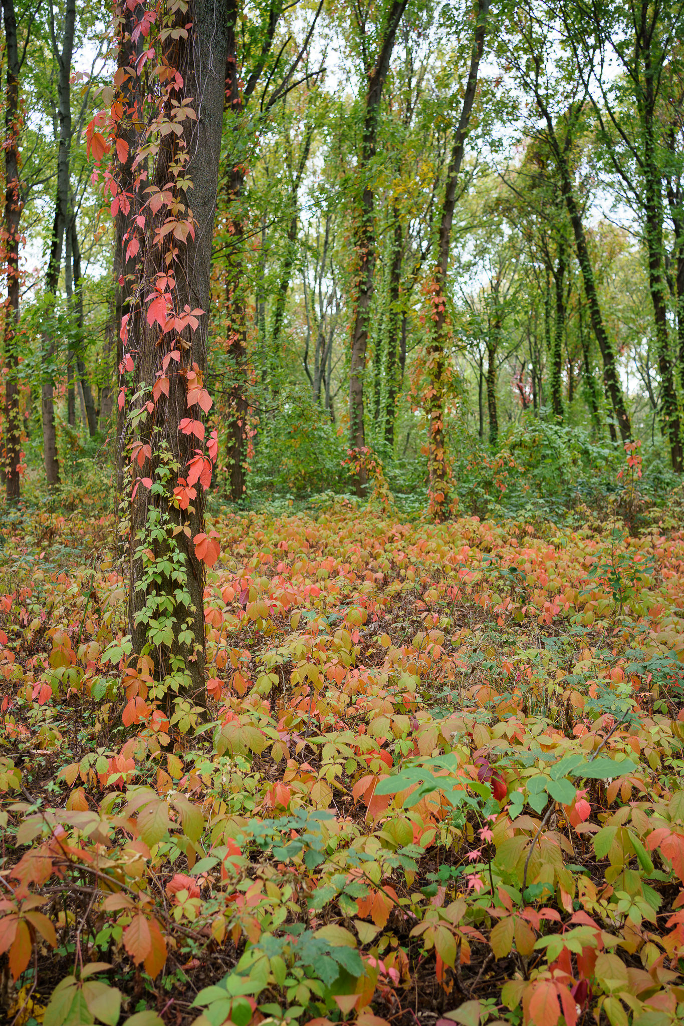 Laaer Wald - Vienna