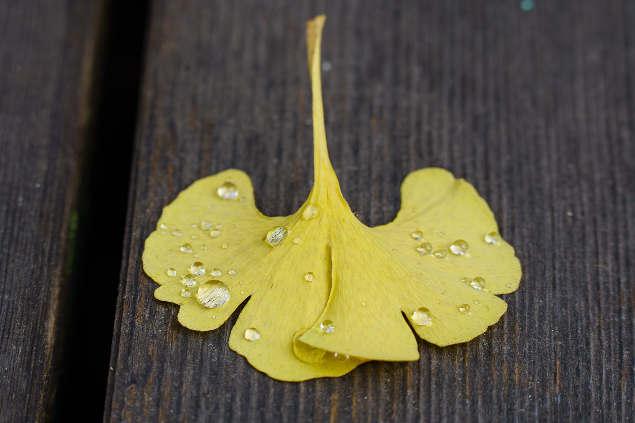 Water drops Ginkgo - close-up