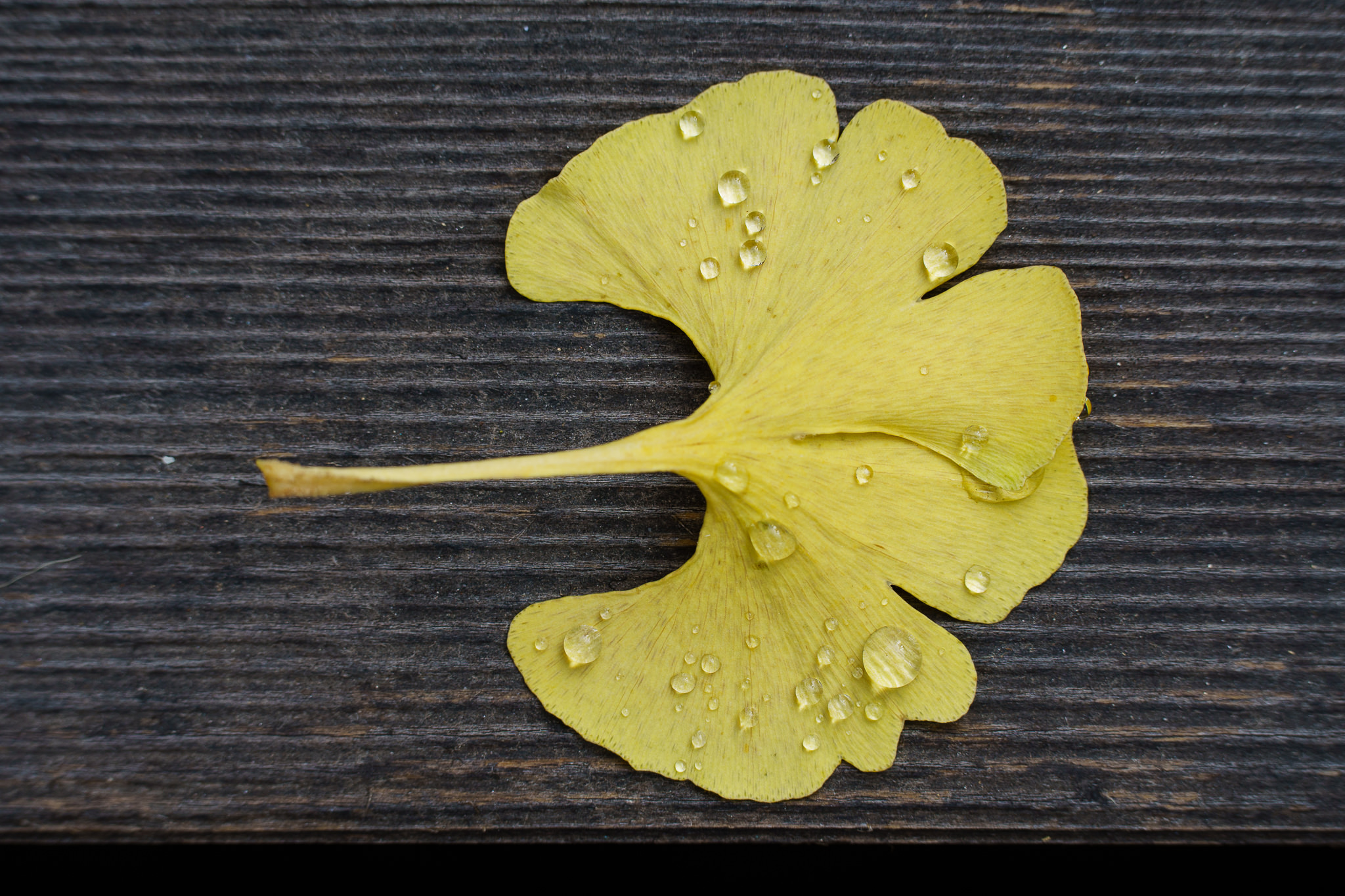 Water drops Ginkgo - close-up