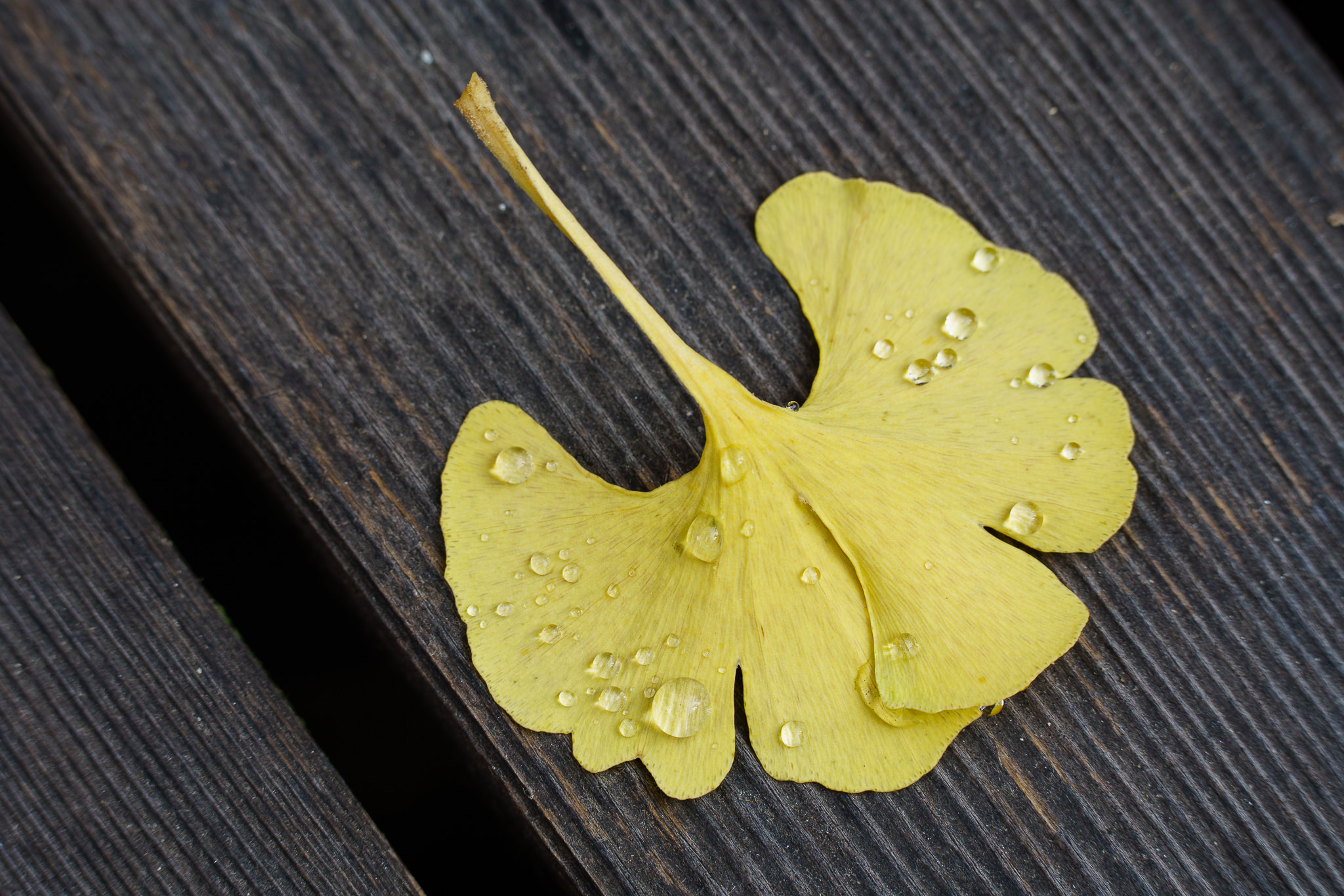 Water drops Ginkgo - close-up