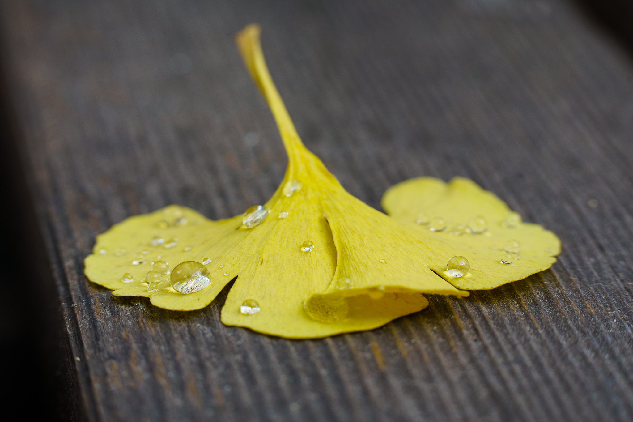 Water drops Ginkgo - close-up