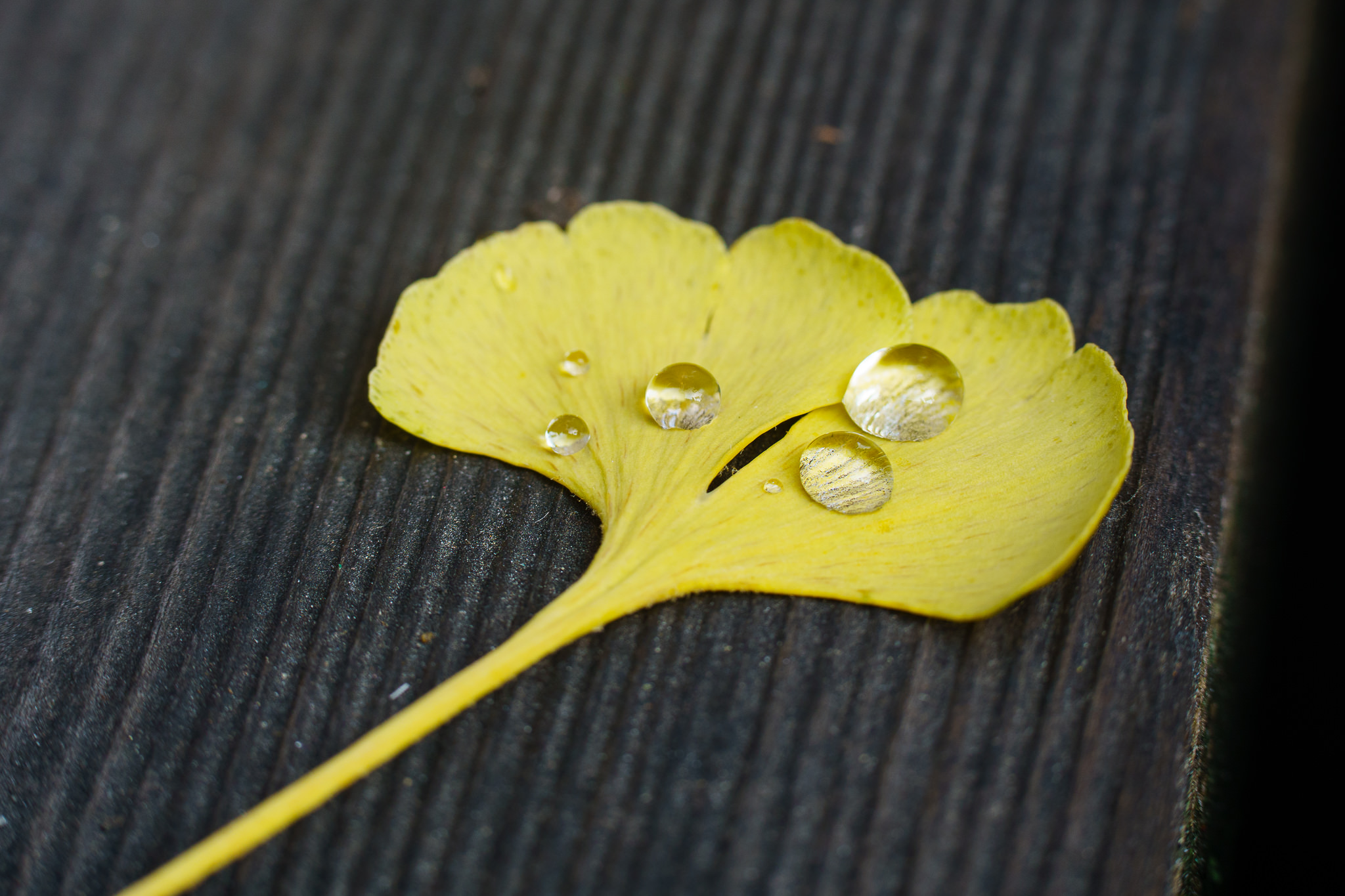 Water drops Ginkgo - close-up