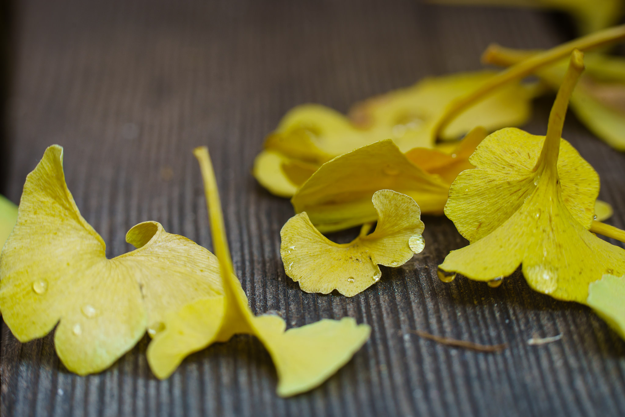 Water drops Ginkgo - close-up