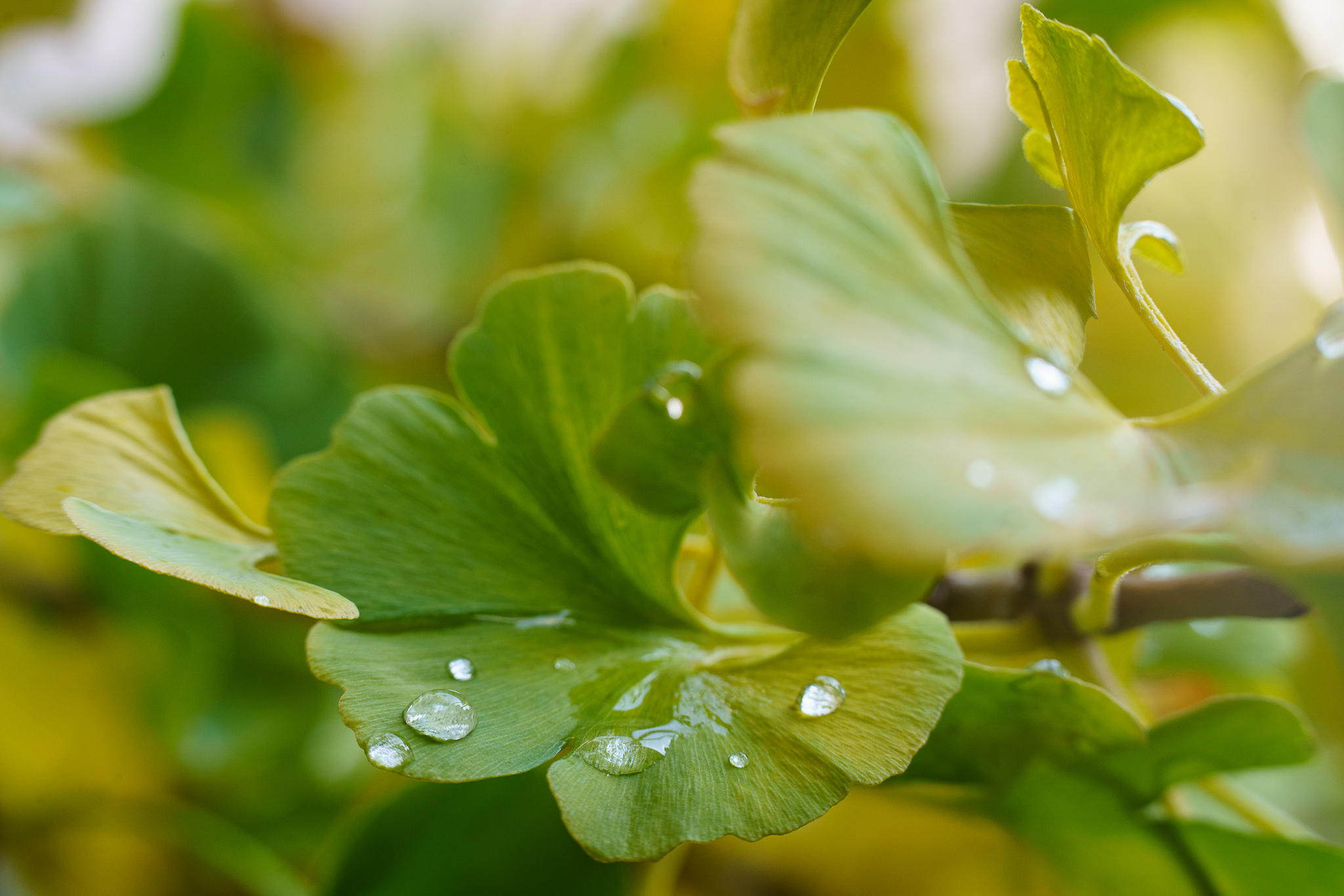 Water drops Ginkgo - close-up