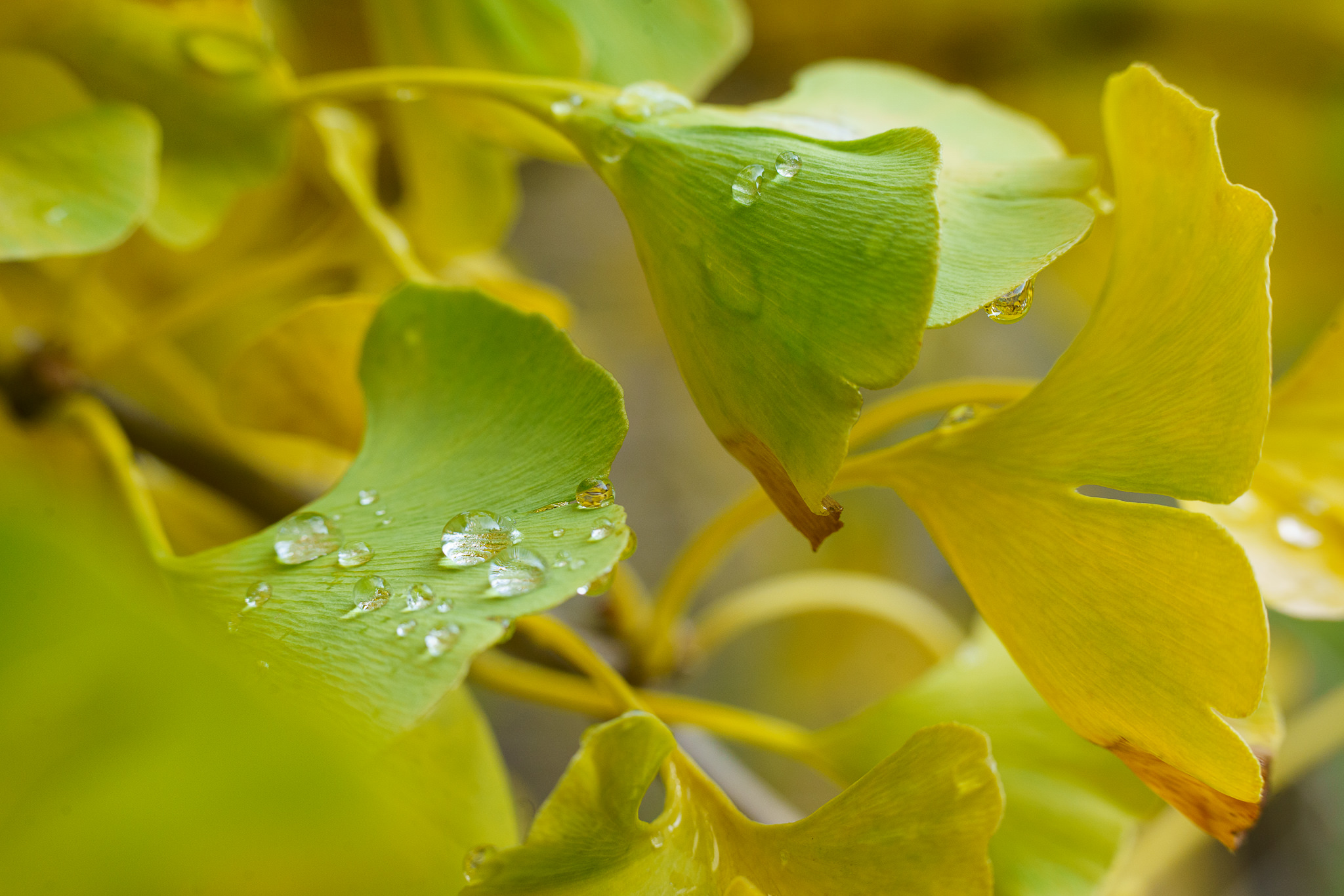 Water drops Ginkgo - close-up