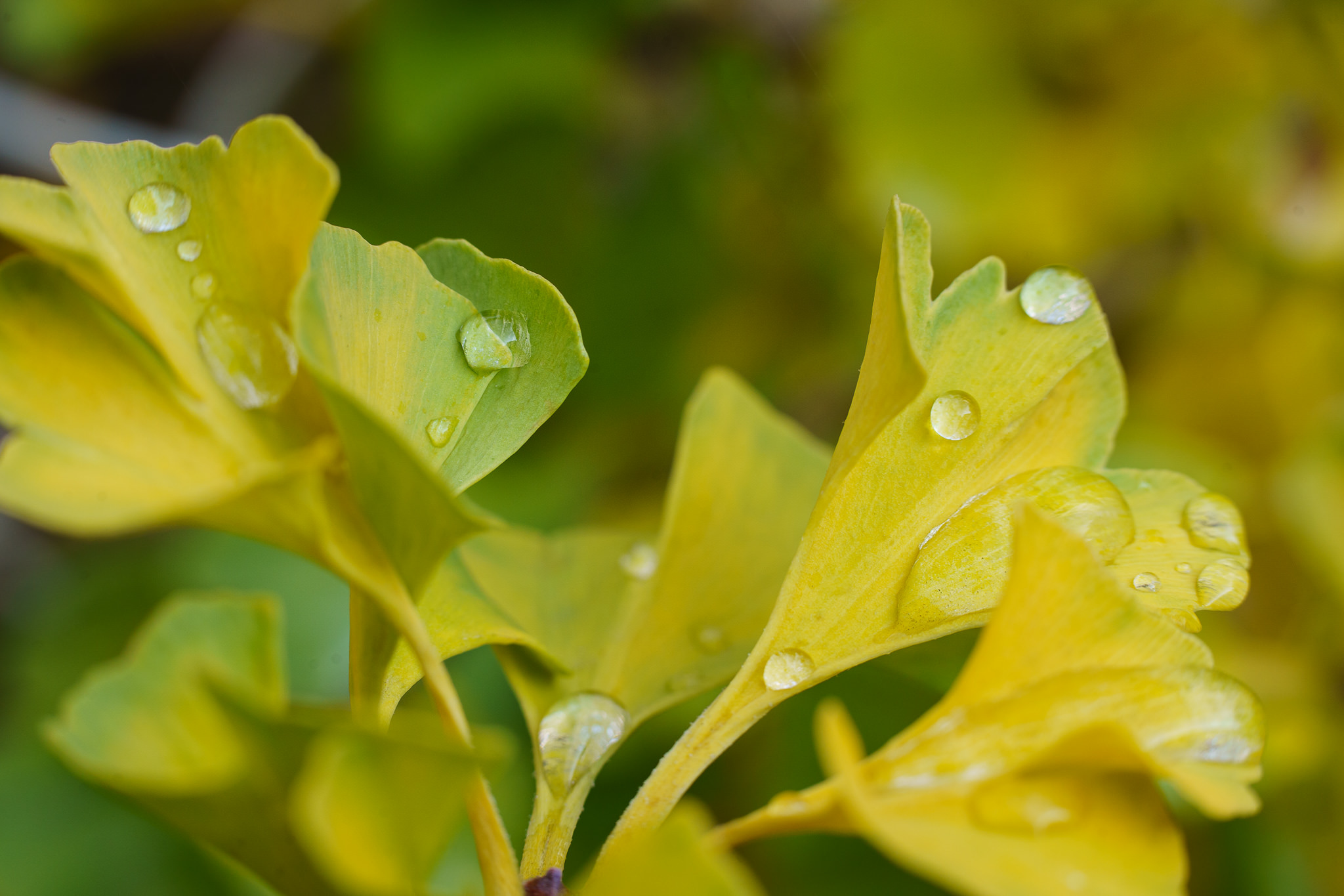 Water drops Ginkgo - close-up