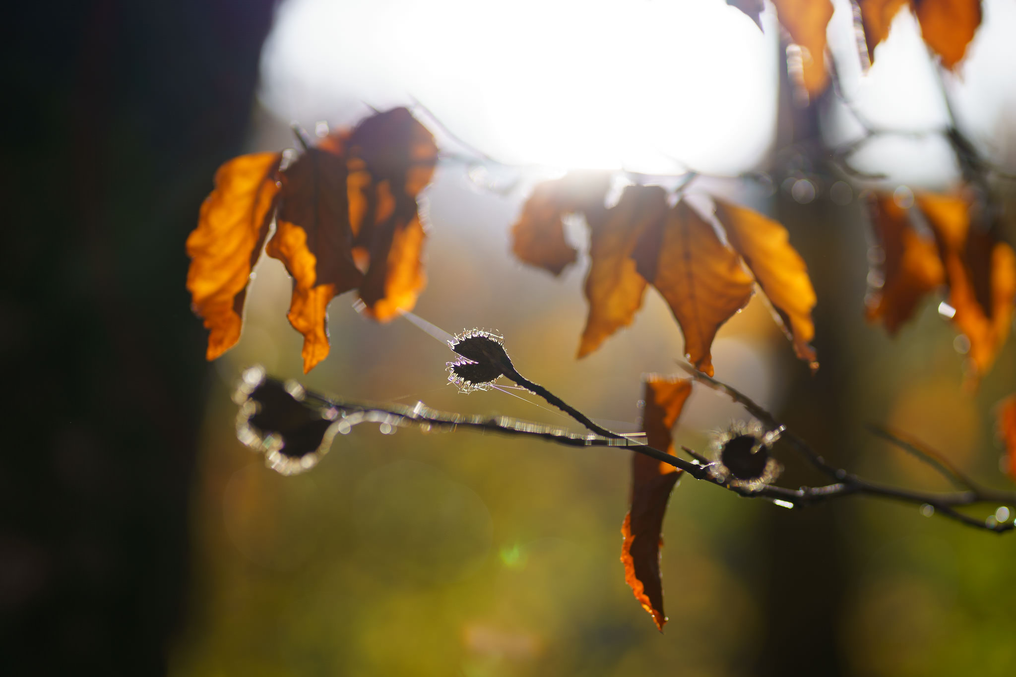 Autumn in Lunz am See