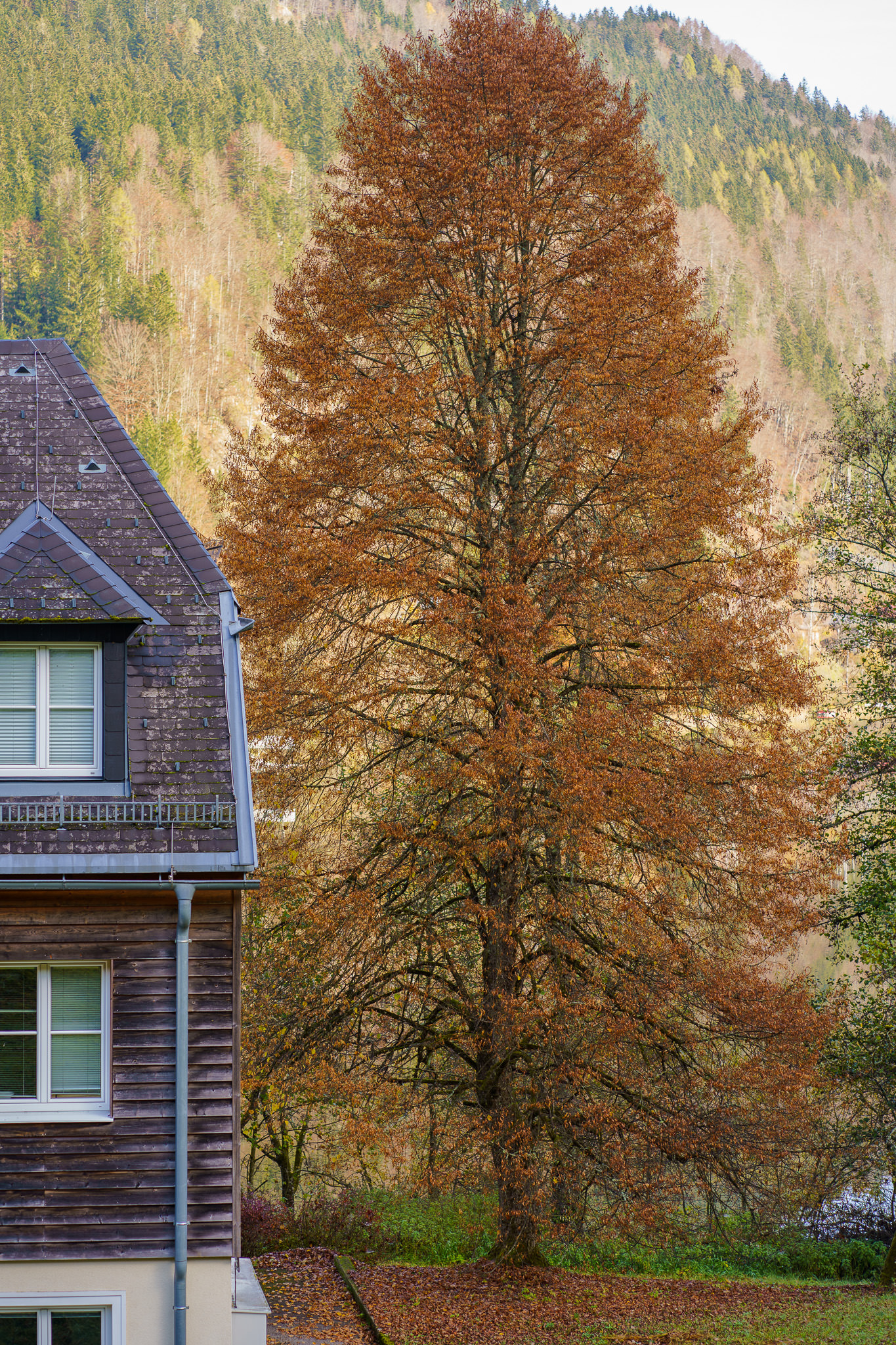 Autumn in Lunz am See