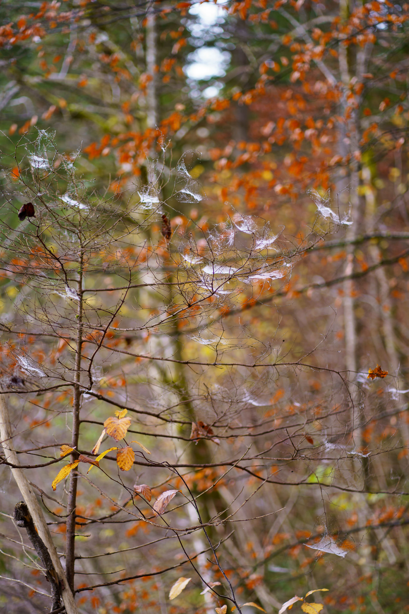 Autumn in Lunz am See