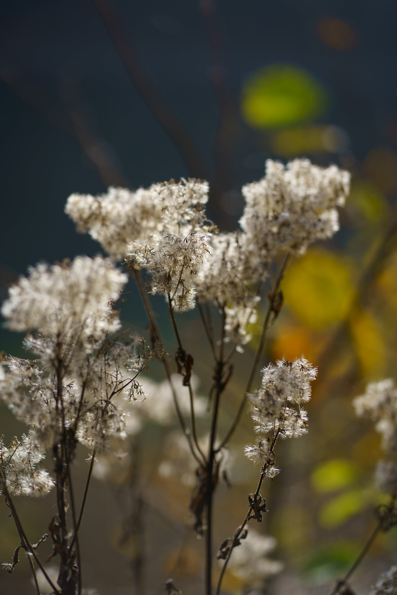 Autumn in Lunz am See