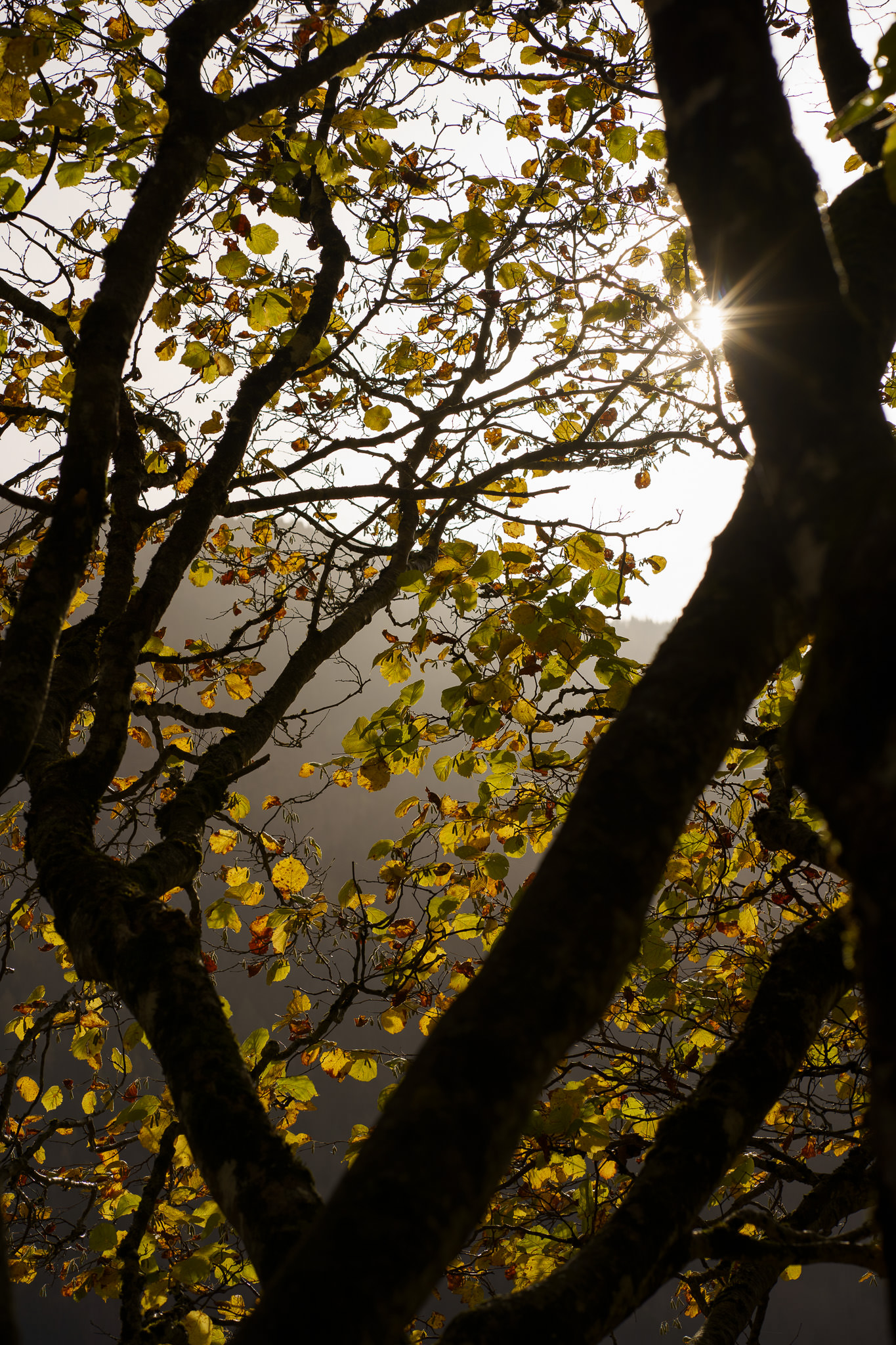 Autumn in Lunz am See