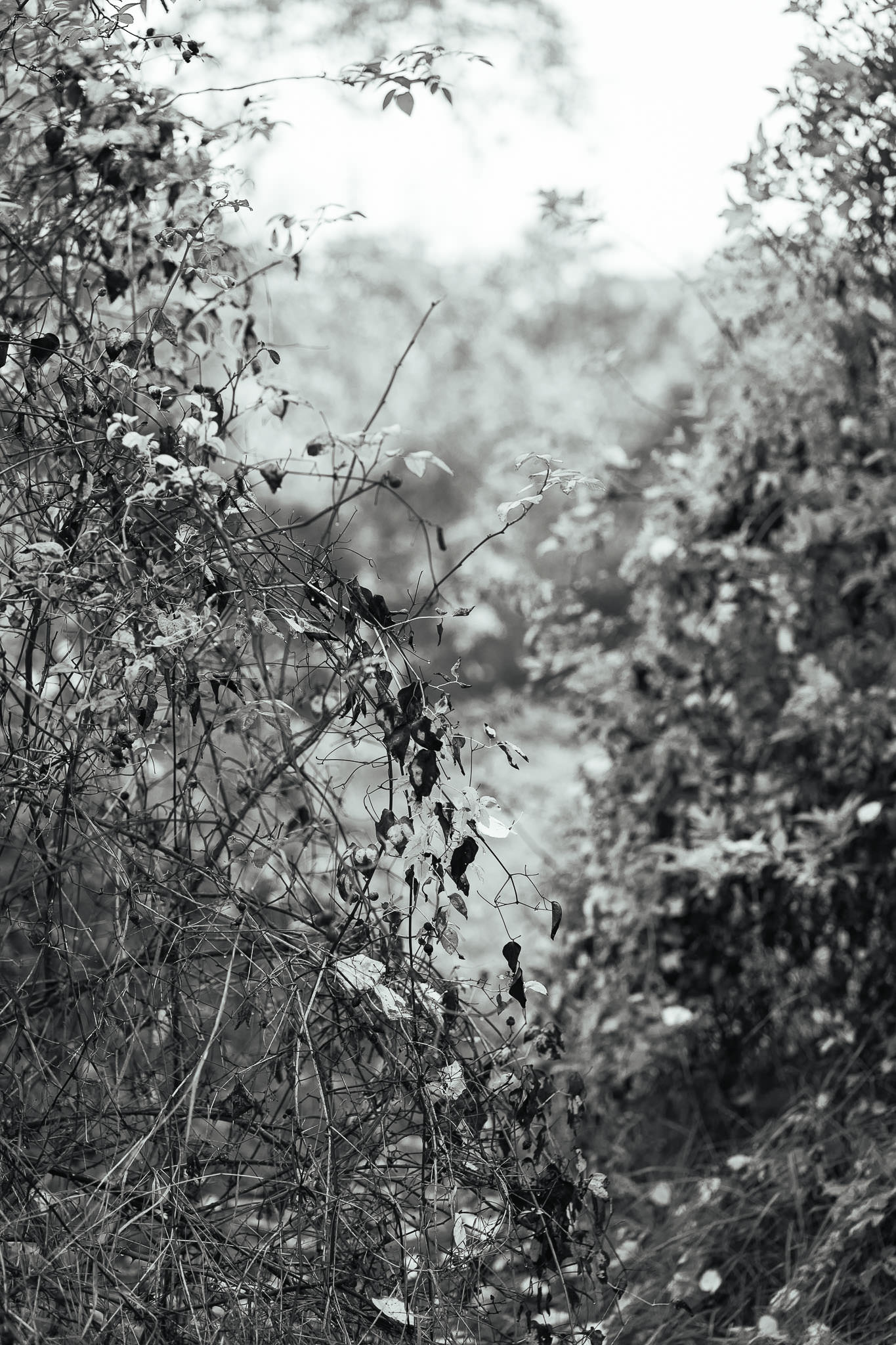 "Grätzl im Wandel" - Foggy November Morning