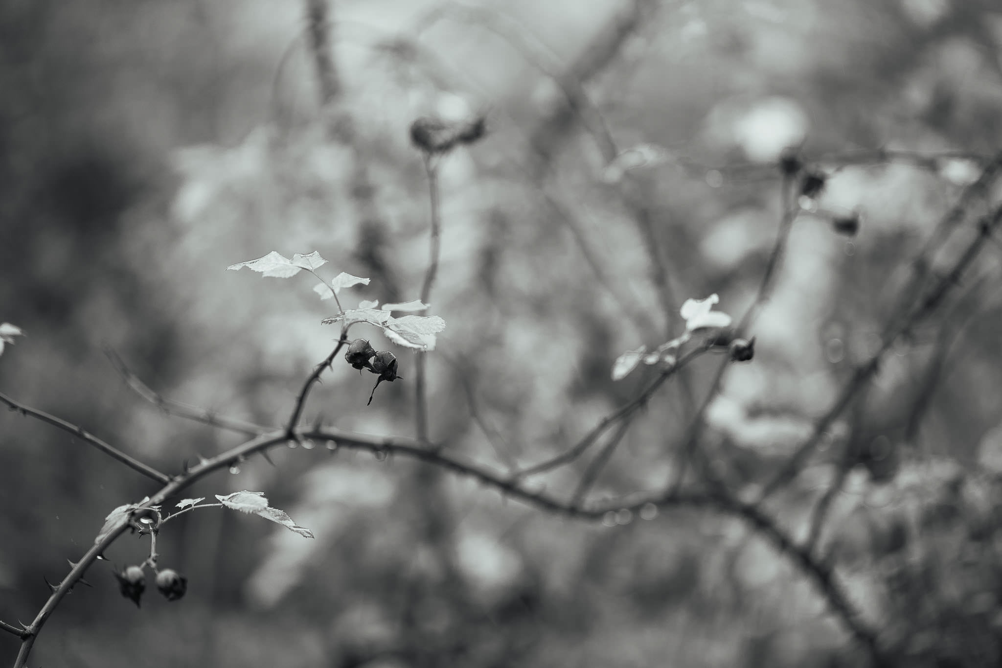 "Grätzl im Wandel" - Foggy November Morning