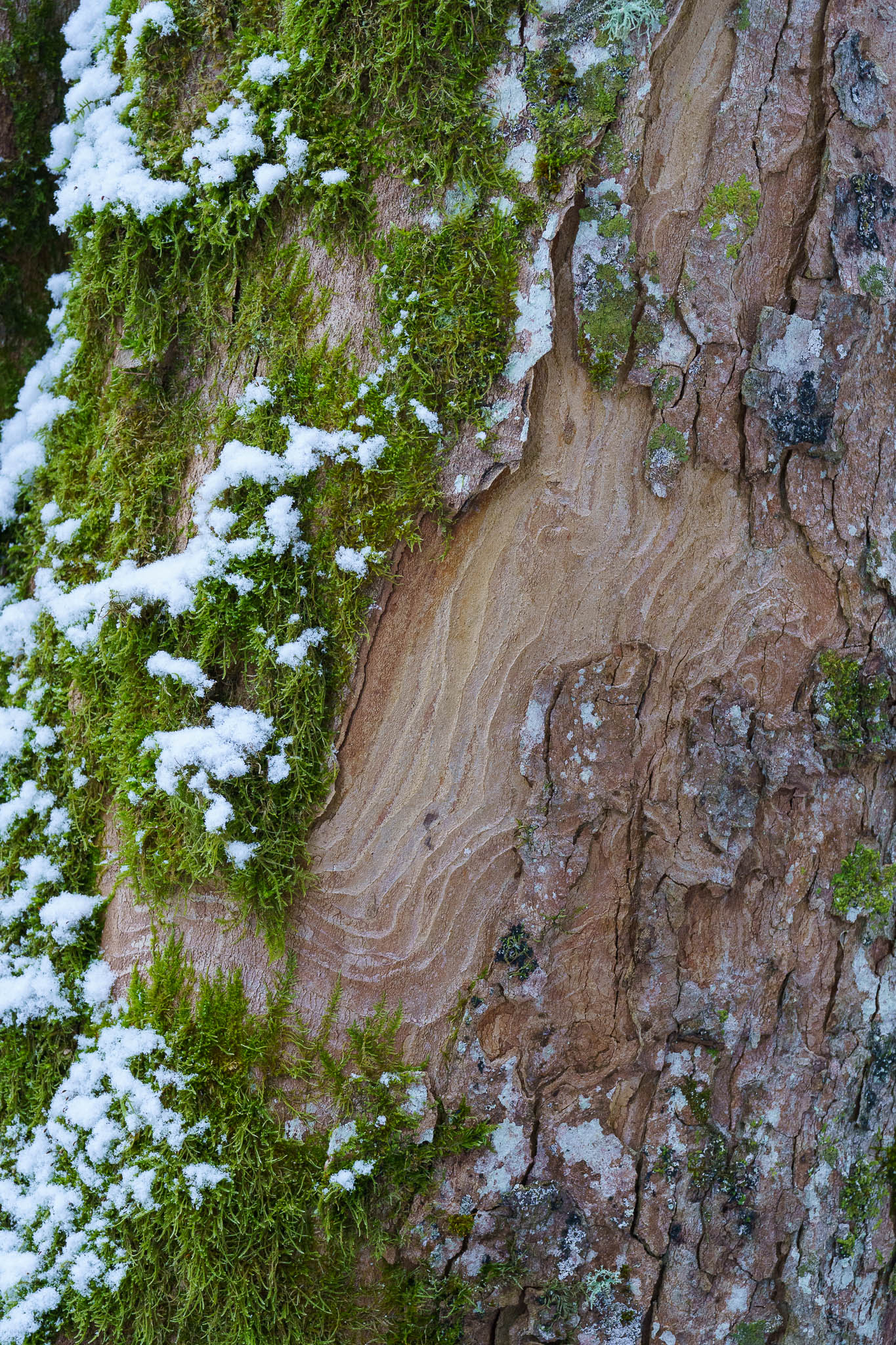 Lunzer See winter with snow