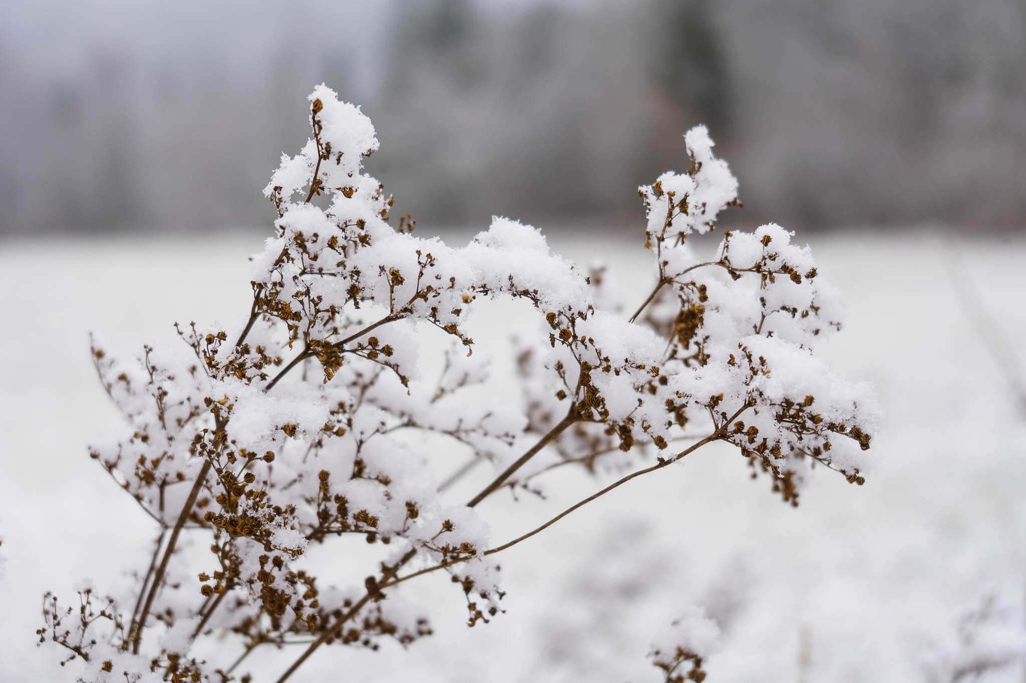 Lunzer See winter with snow