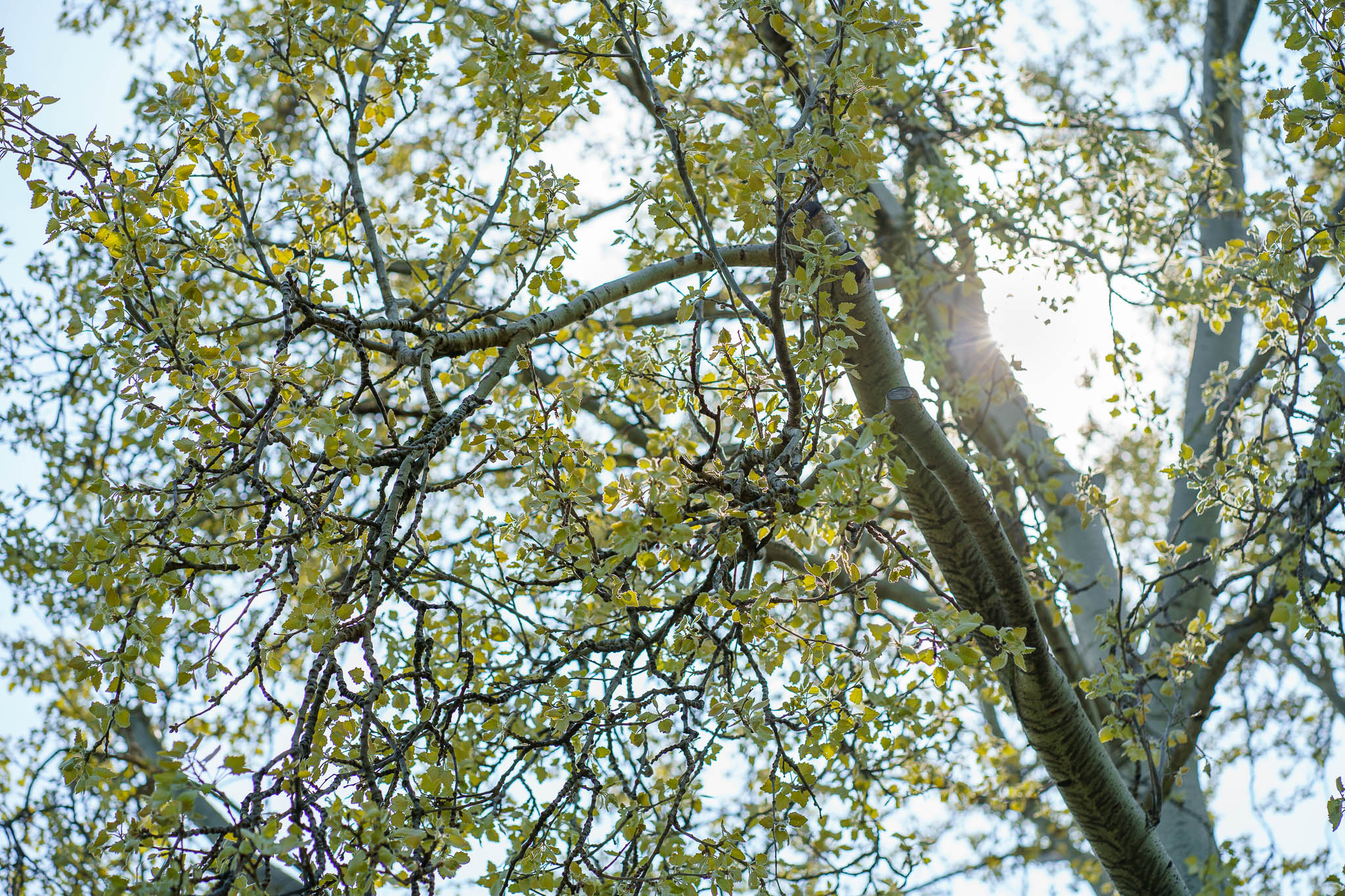 Nordbhahnhof spring details