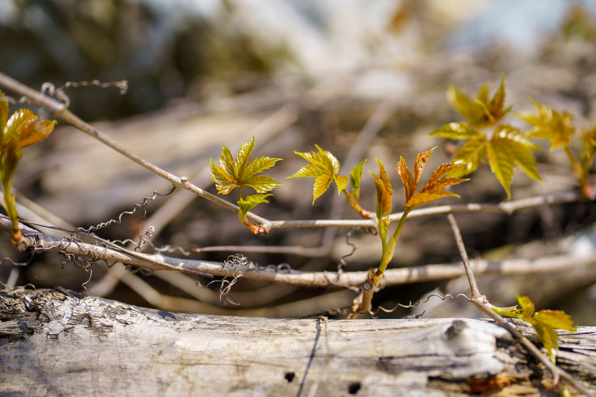 Nordbhahnhof spring details