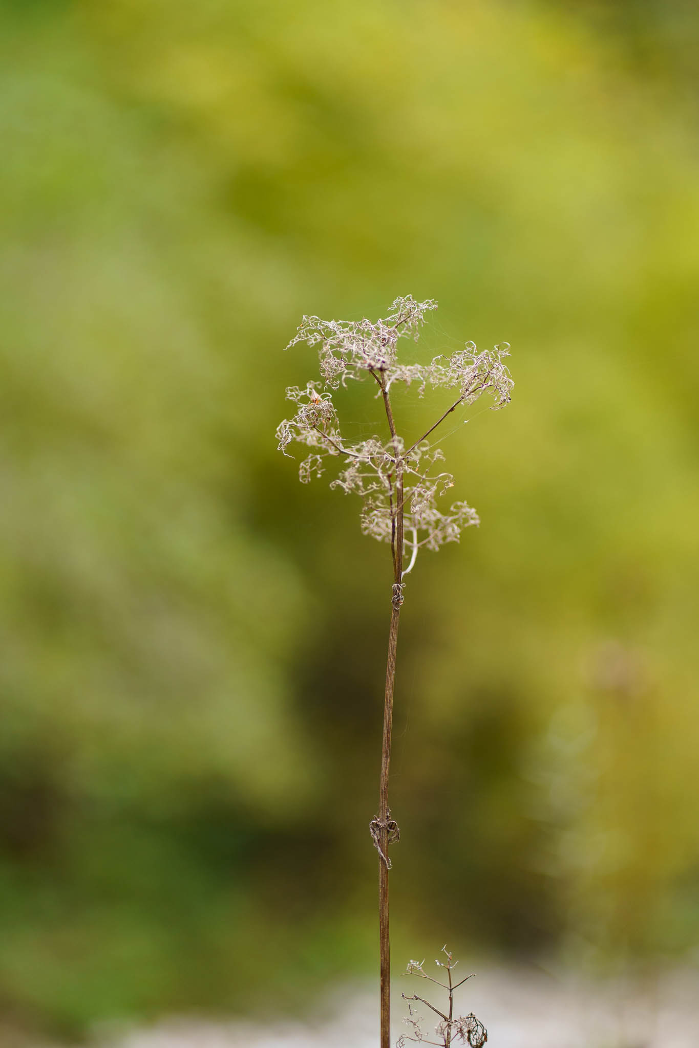 Autumn details