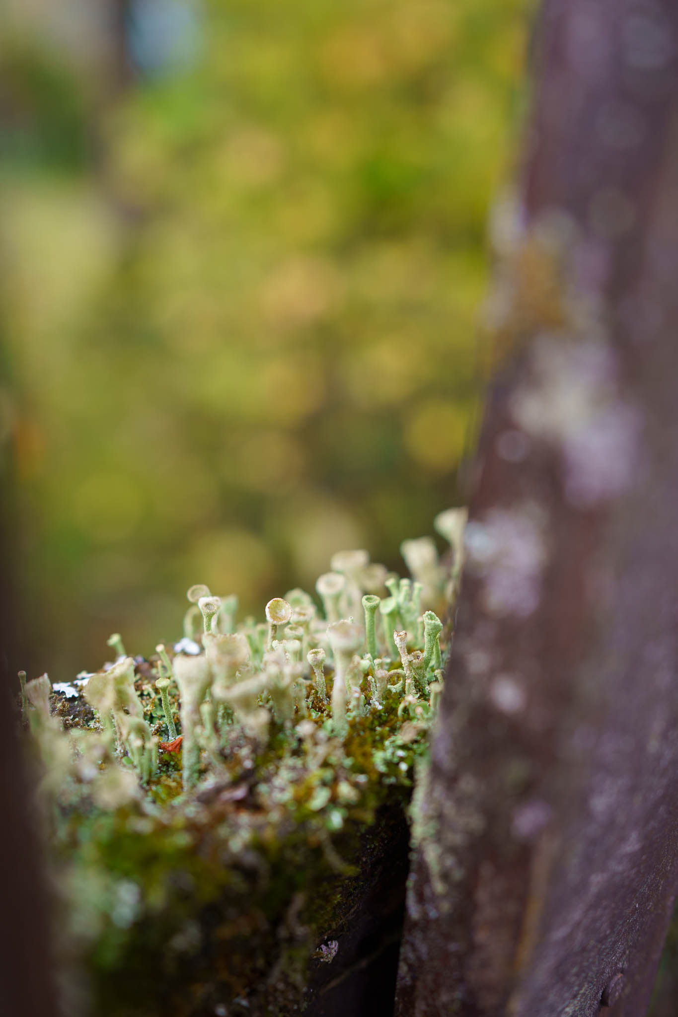 Autumn details